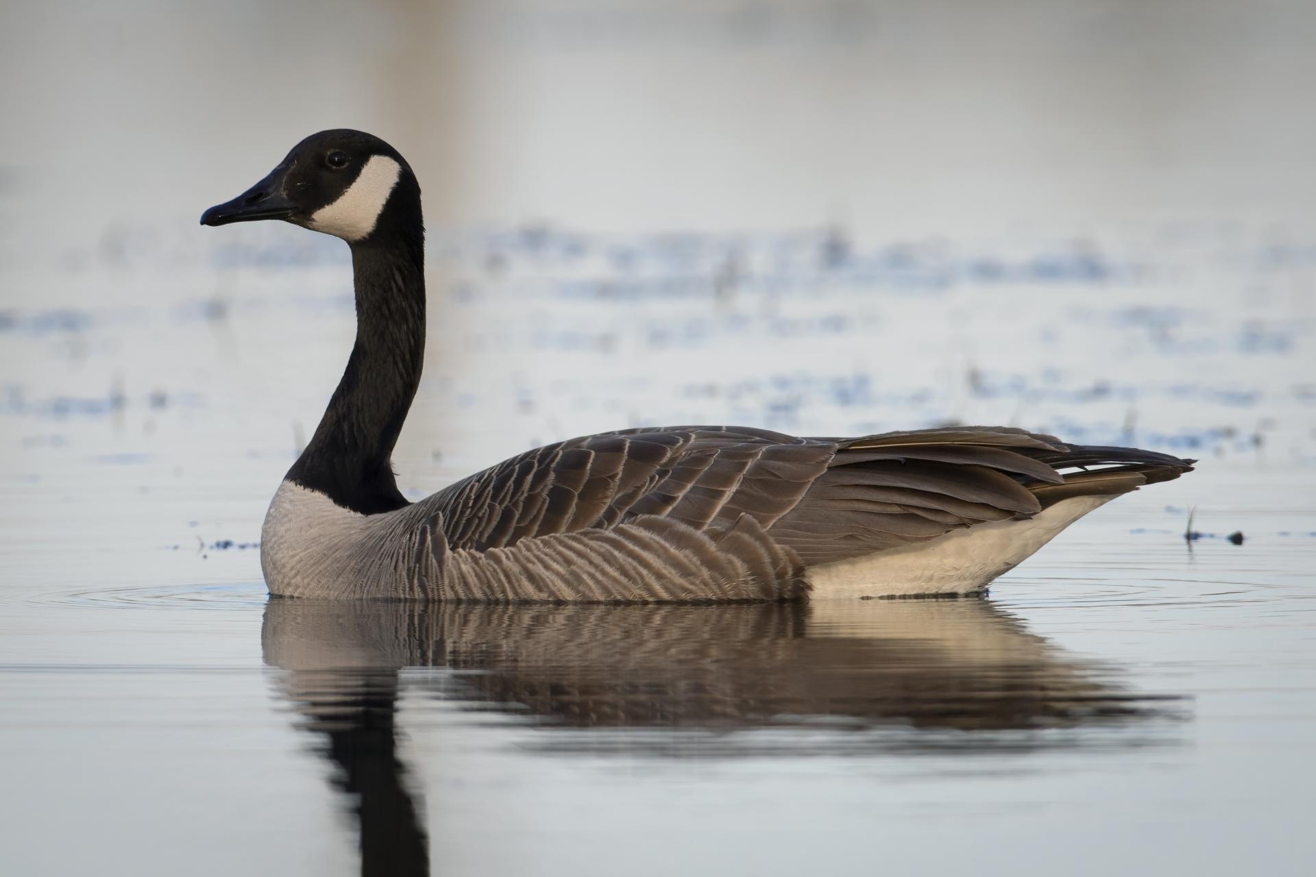 bernache-du-canada-goose