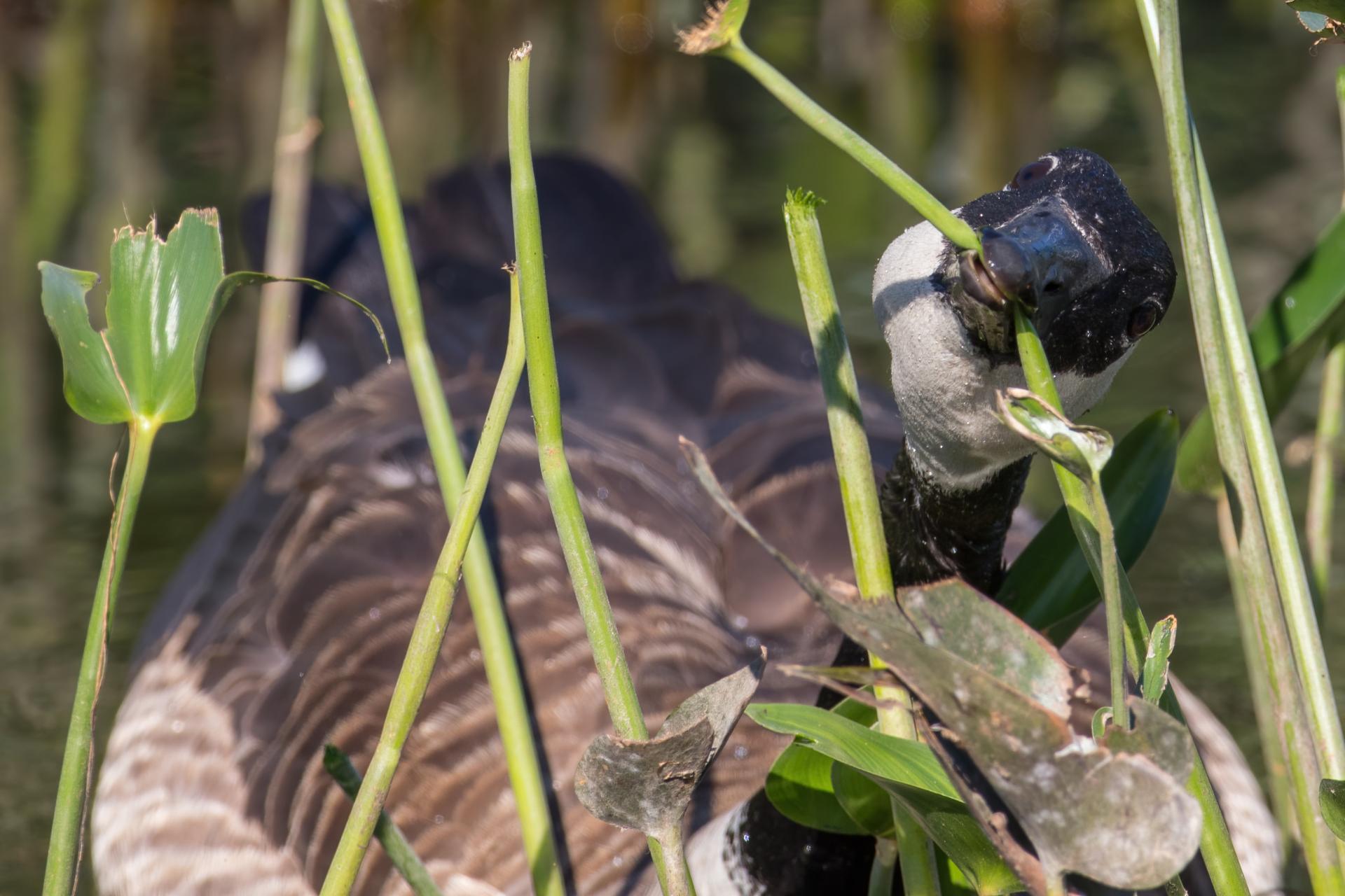 bernache-du-canada-goose