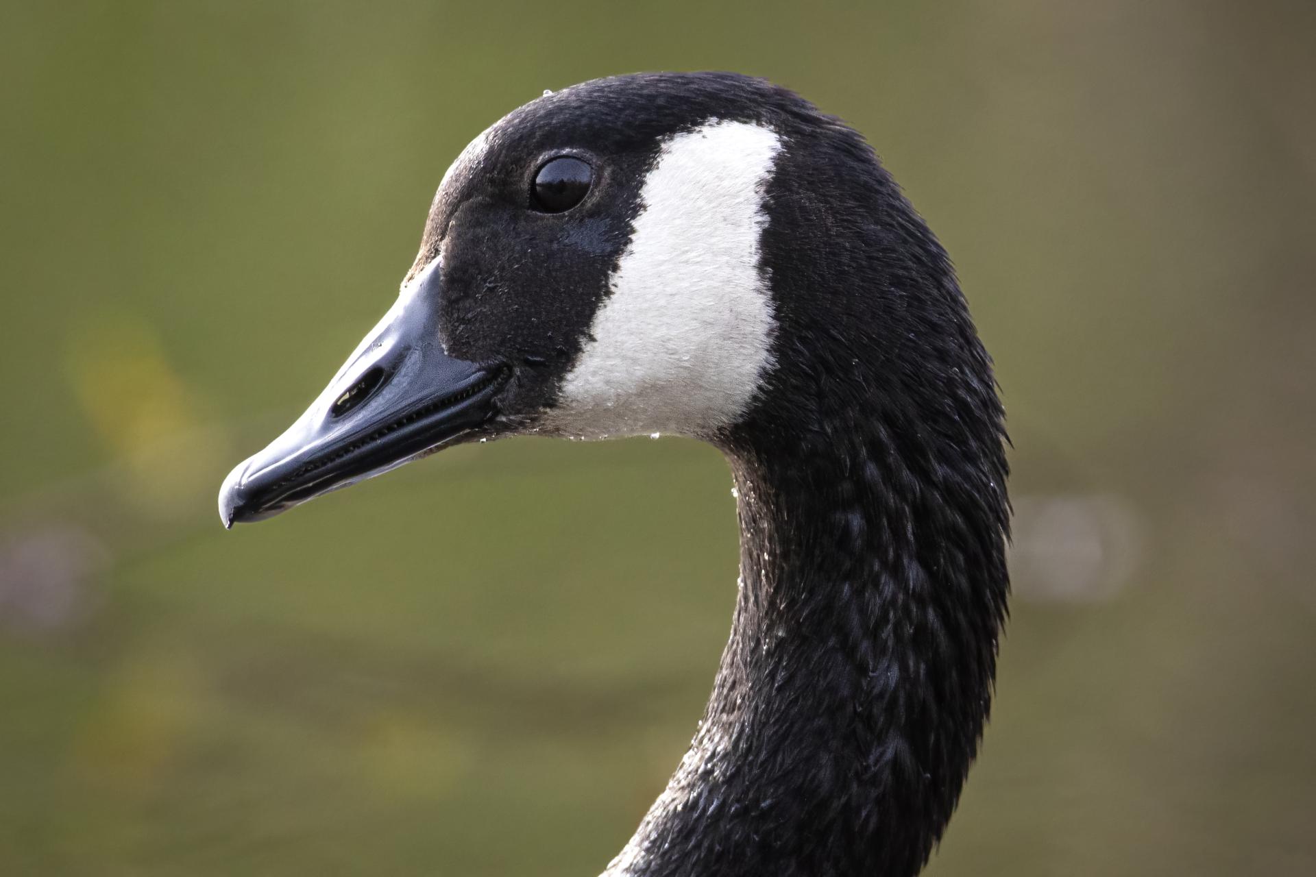 bernache-du-canada-goose