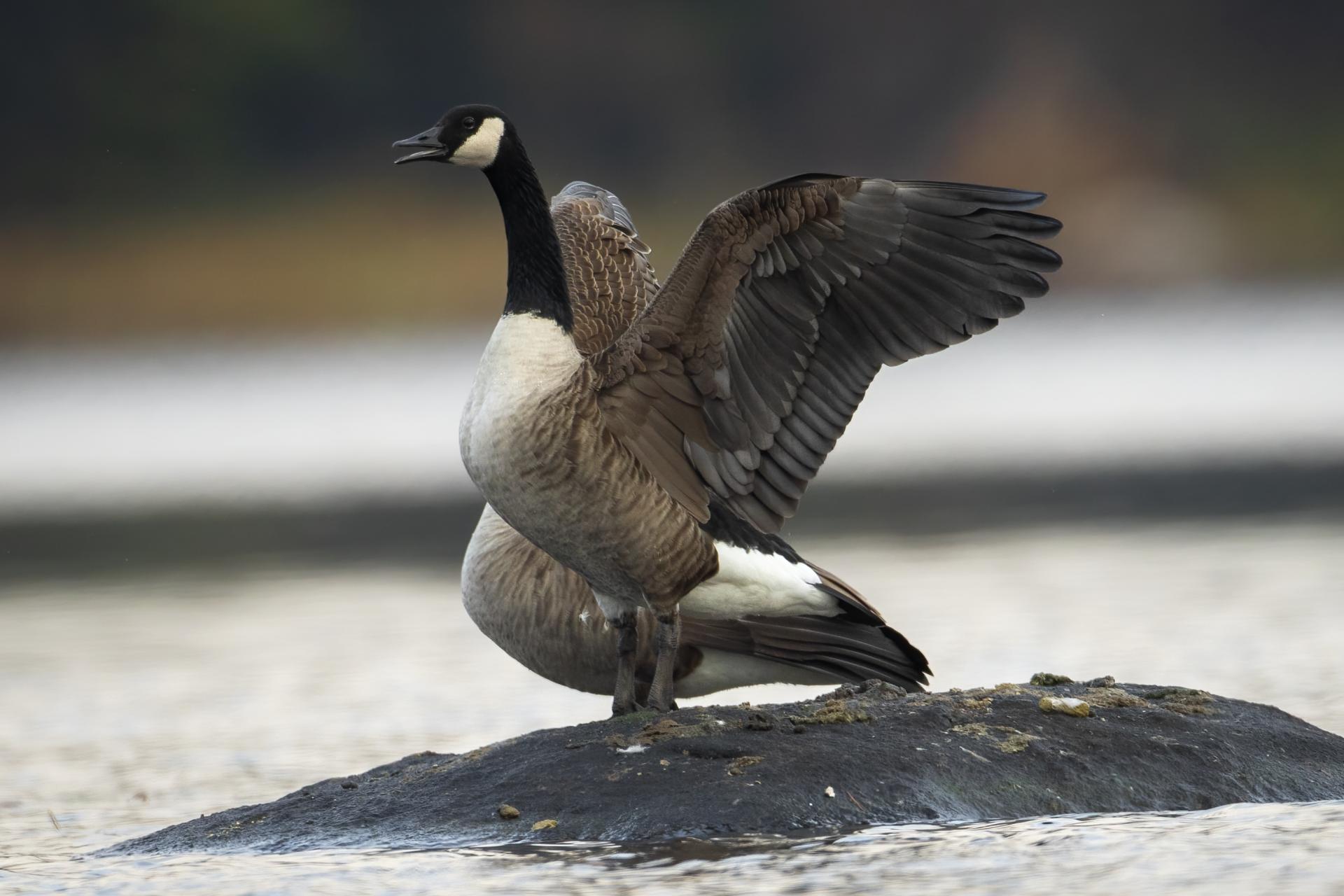 bernache-du-canada-goose