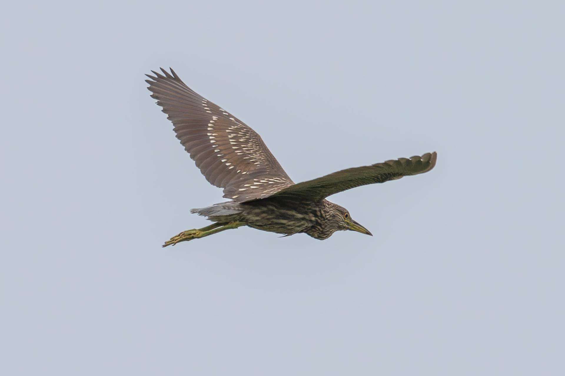 bihoreau-gris-black-crowned-night-heron