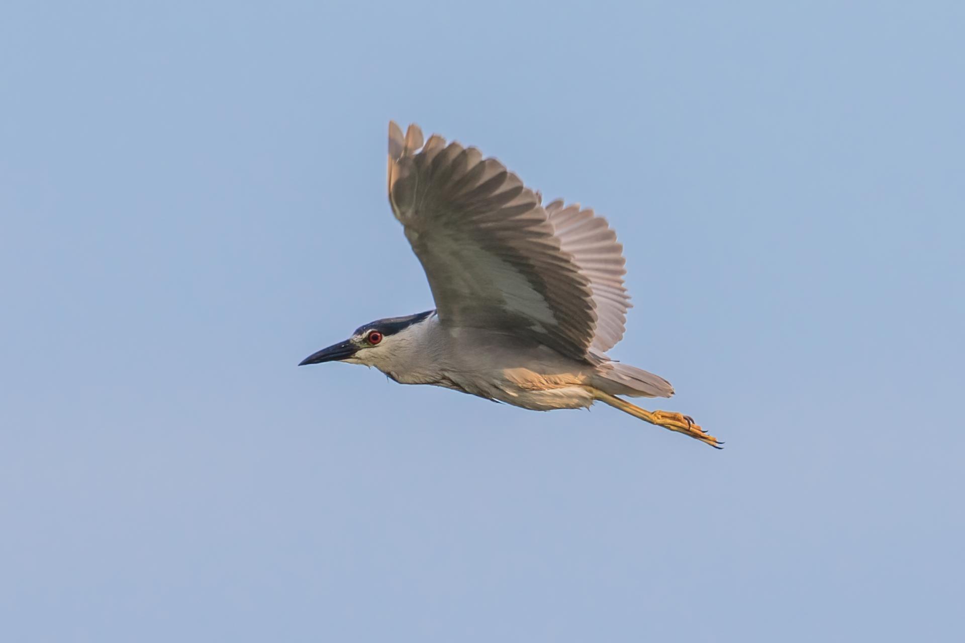 bihoreau-gris-black-crowned-night-heron