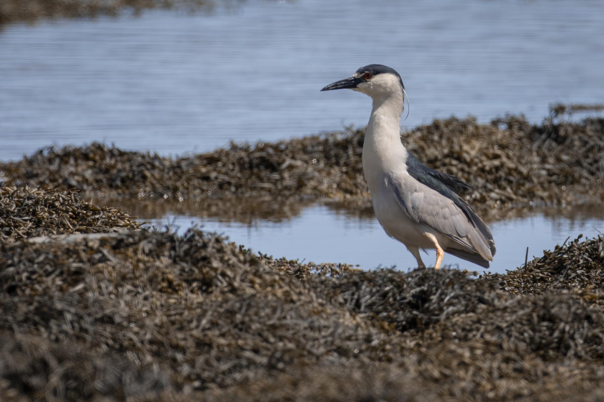 bihoreau-gris-black-crowned-night-heron