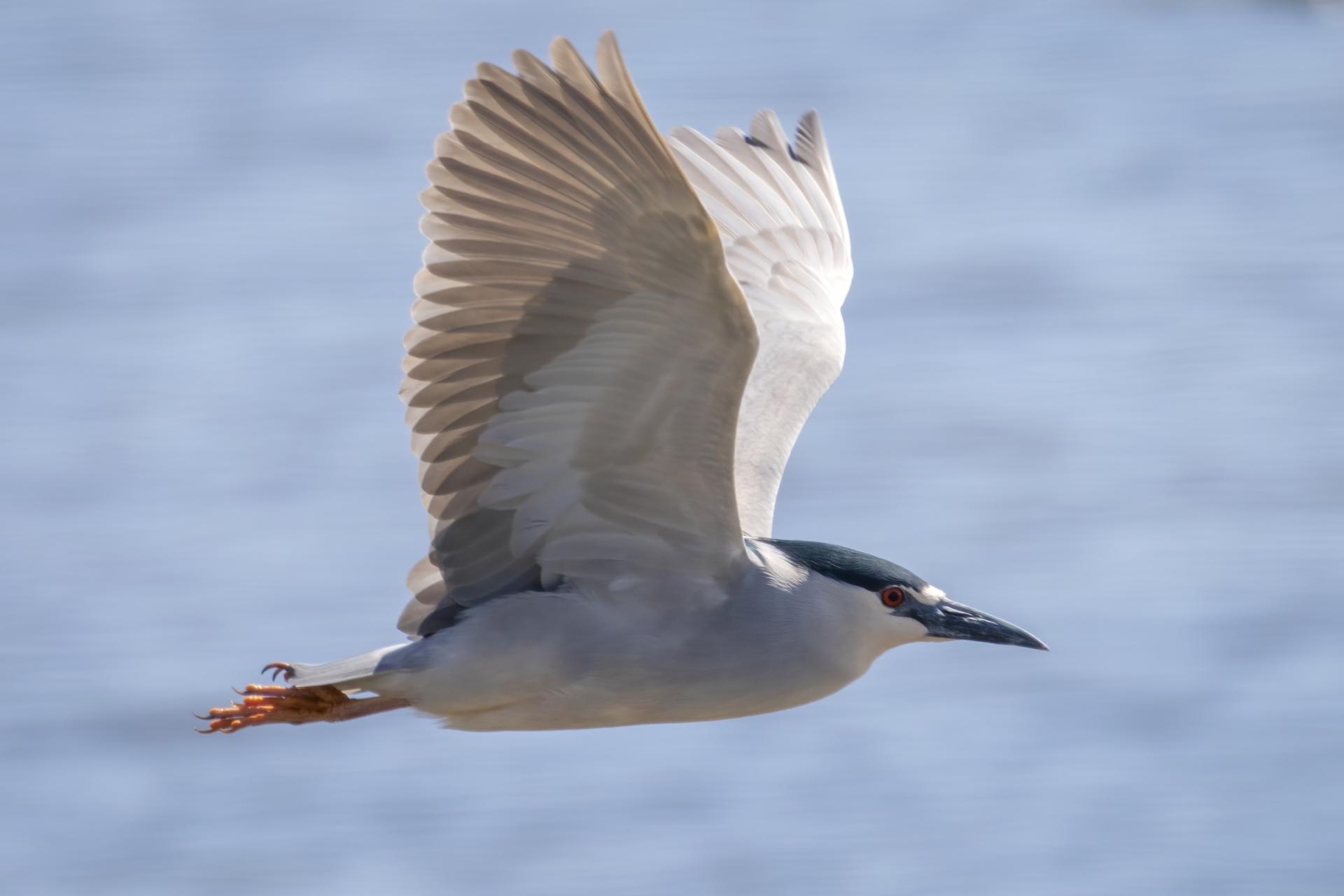bihoreau-gris-black-crowned-night-heron