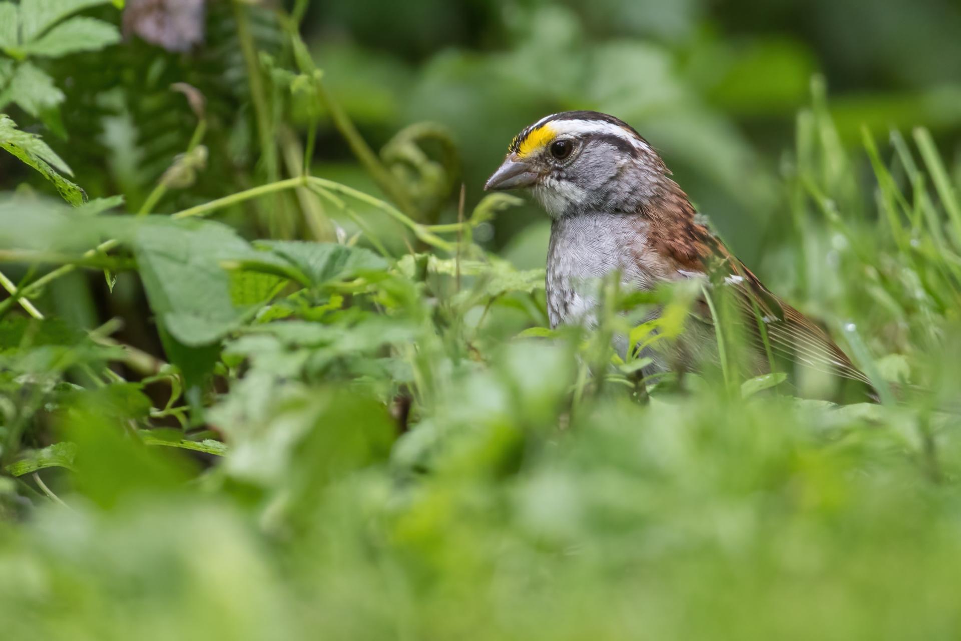 bruant-a-gorge-blanche-song-sparrow