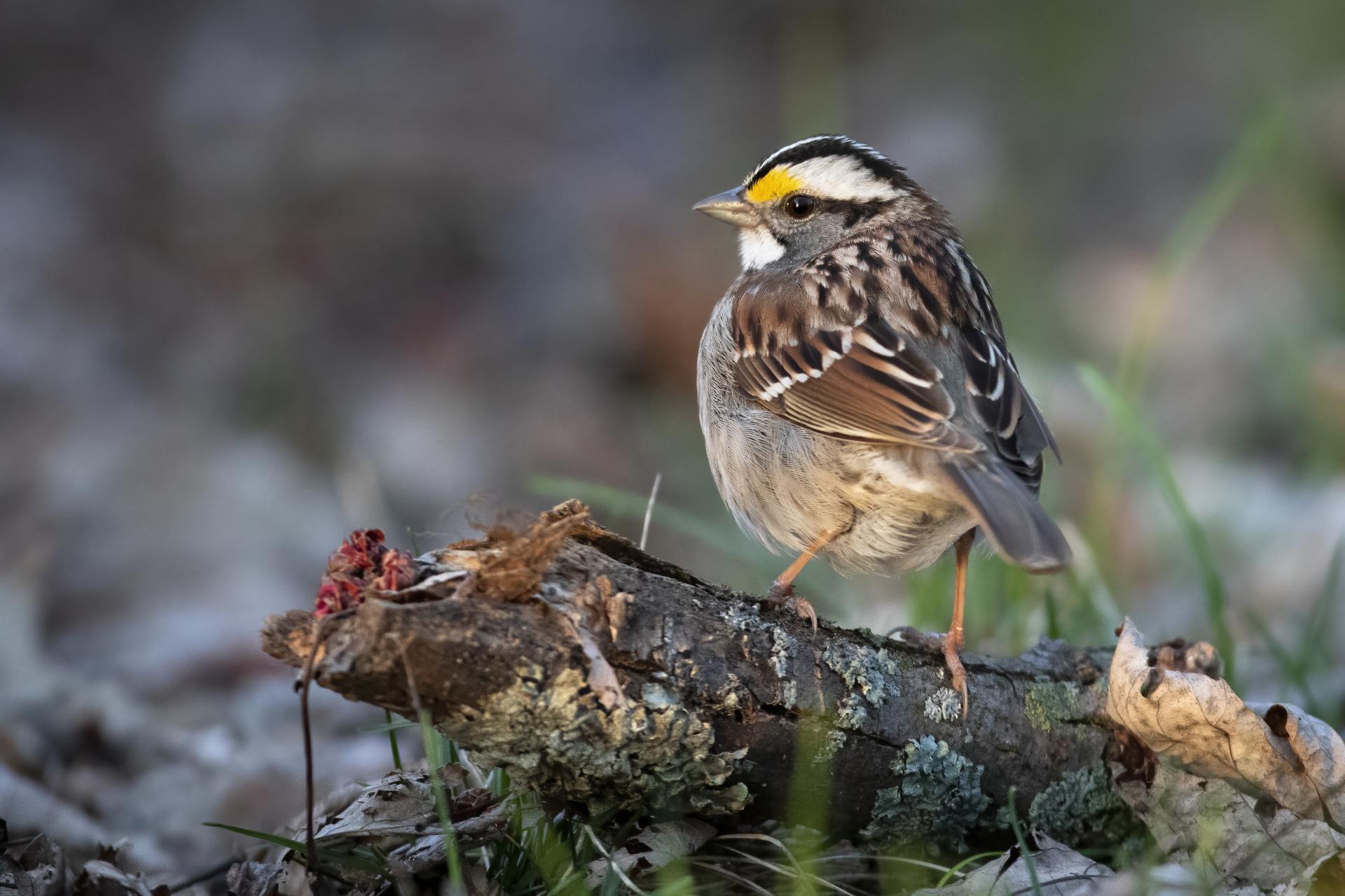 bruant-a-gorge-blanche-song-sparrow