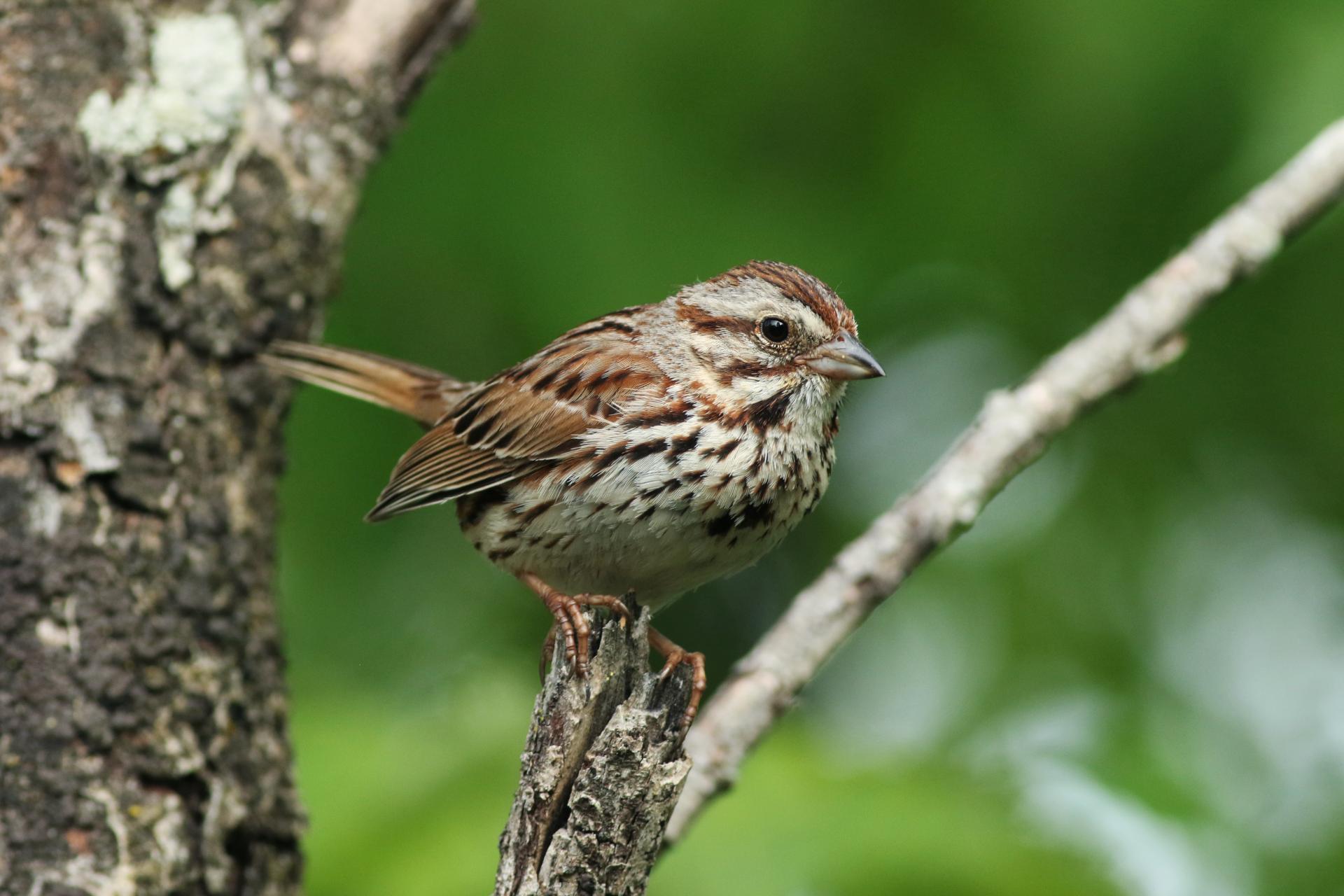 bruant-chanteur-song-sparrow