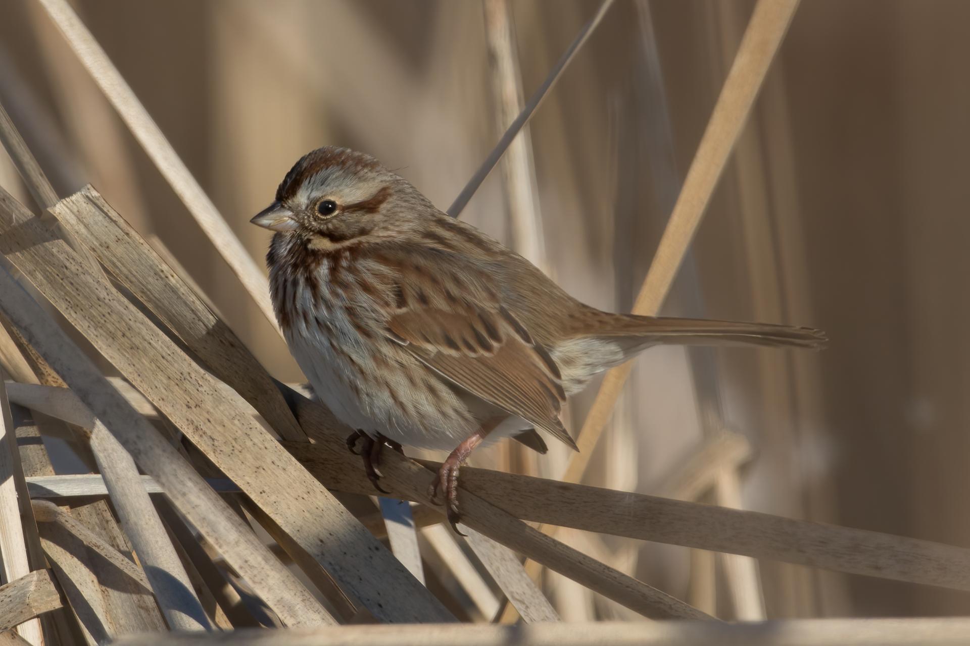 bruant-chanteur-song-sparrow