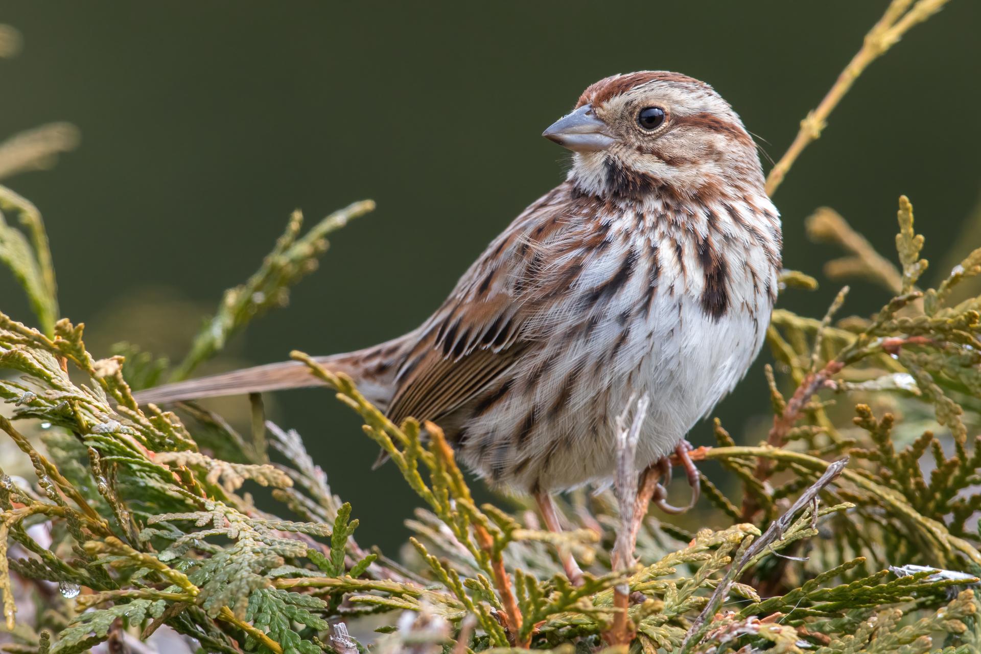 bruant-chanteur-song-sparrow