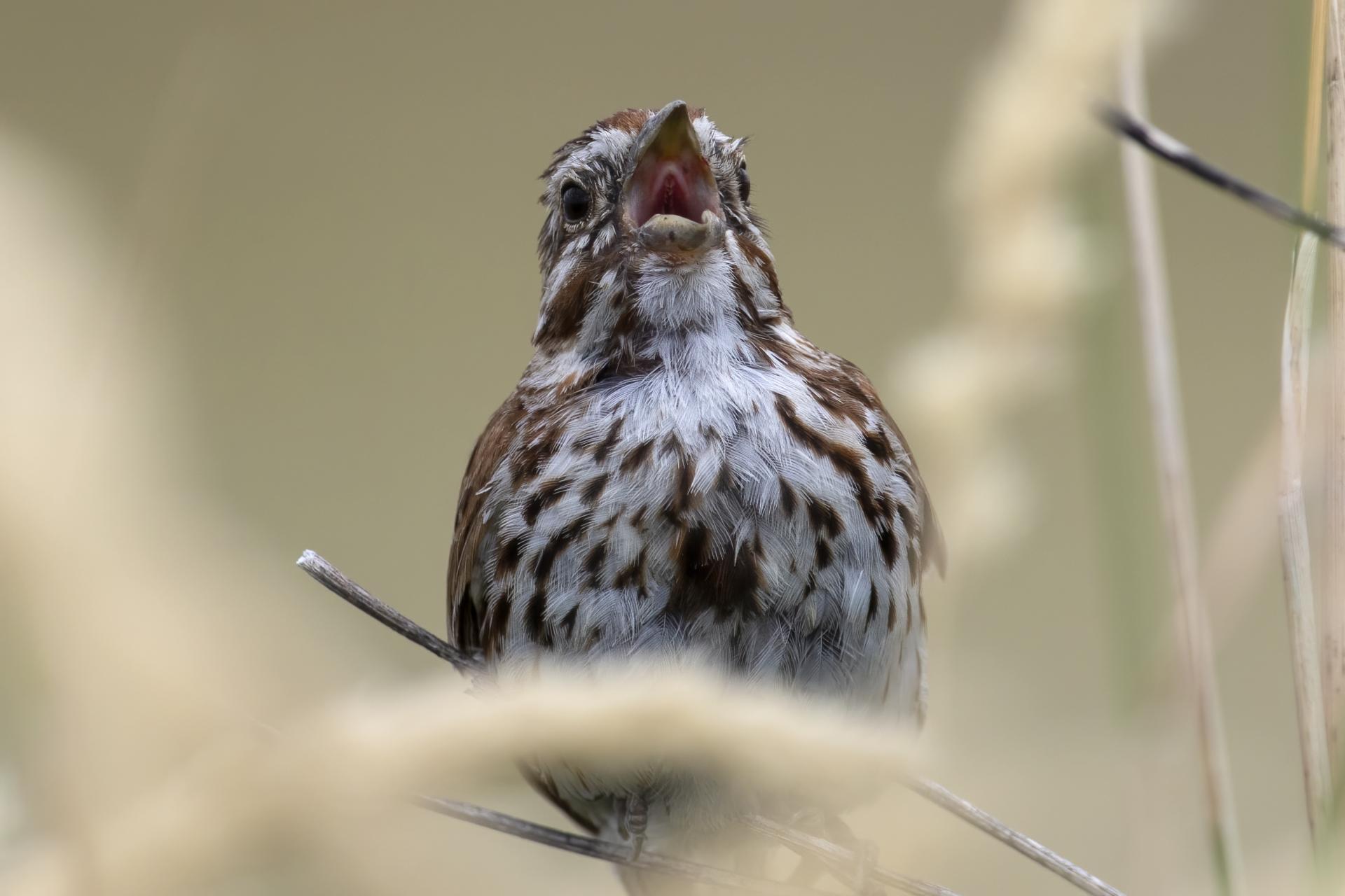 bruant-chanteur-song-sparrow