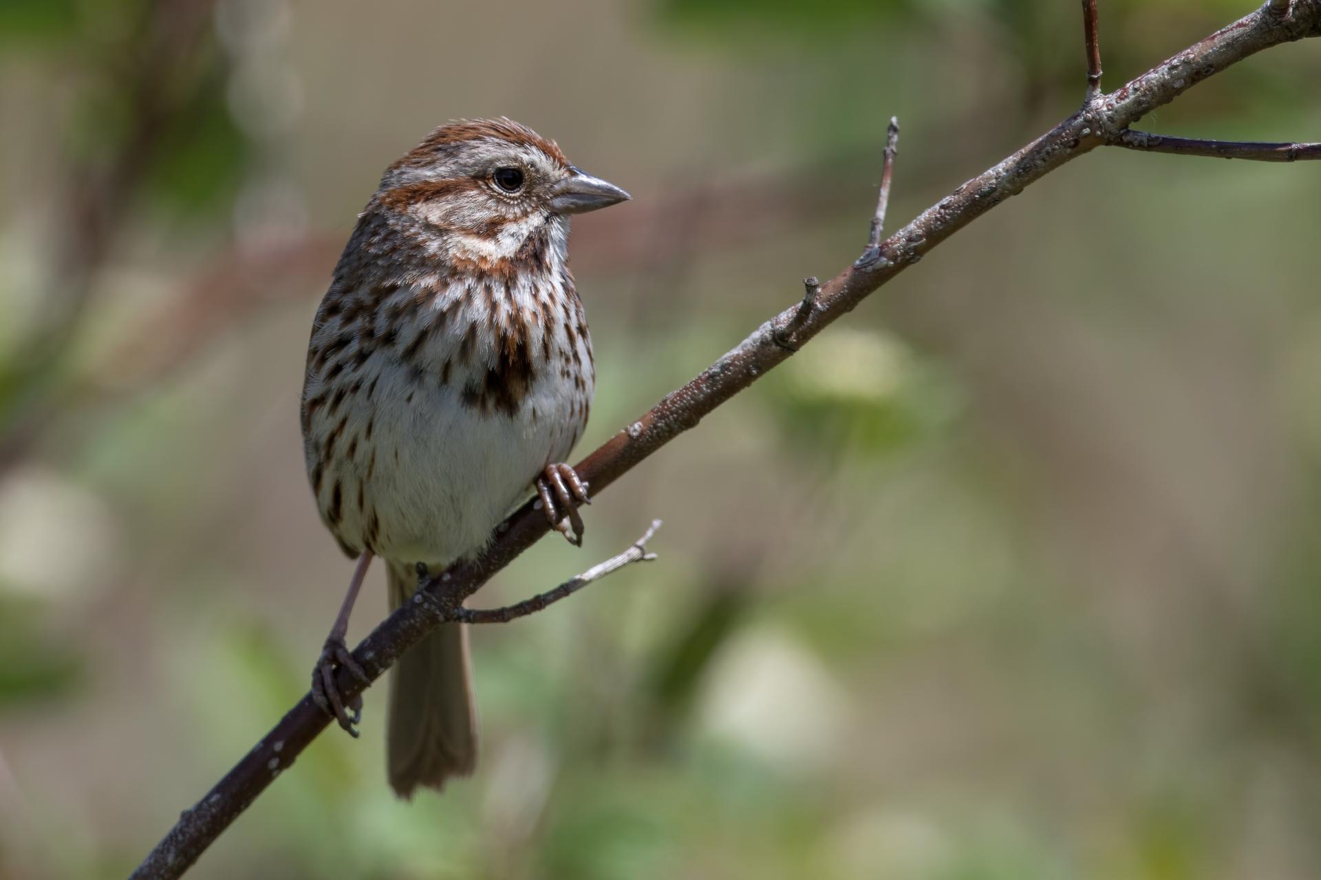 bruant-chanteur-song-sparrow
