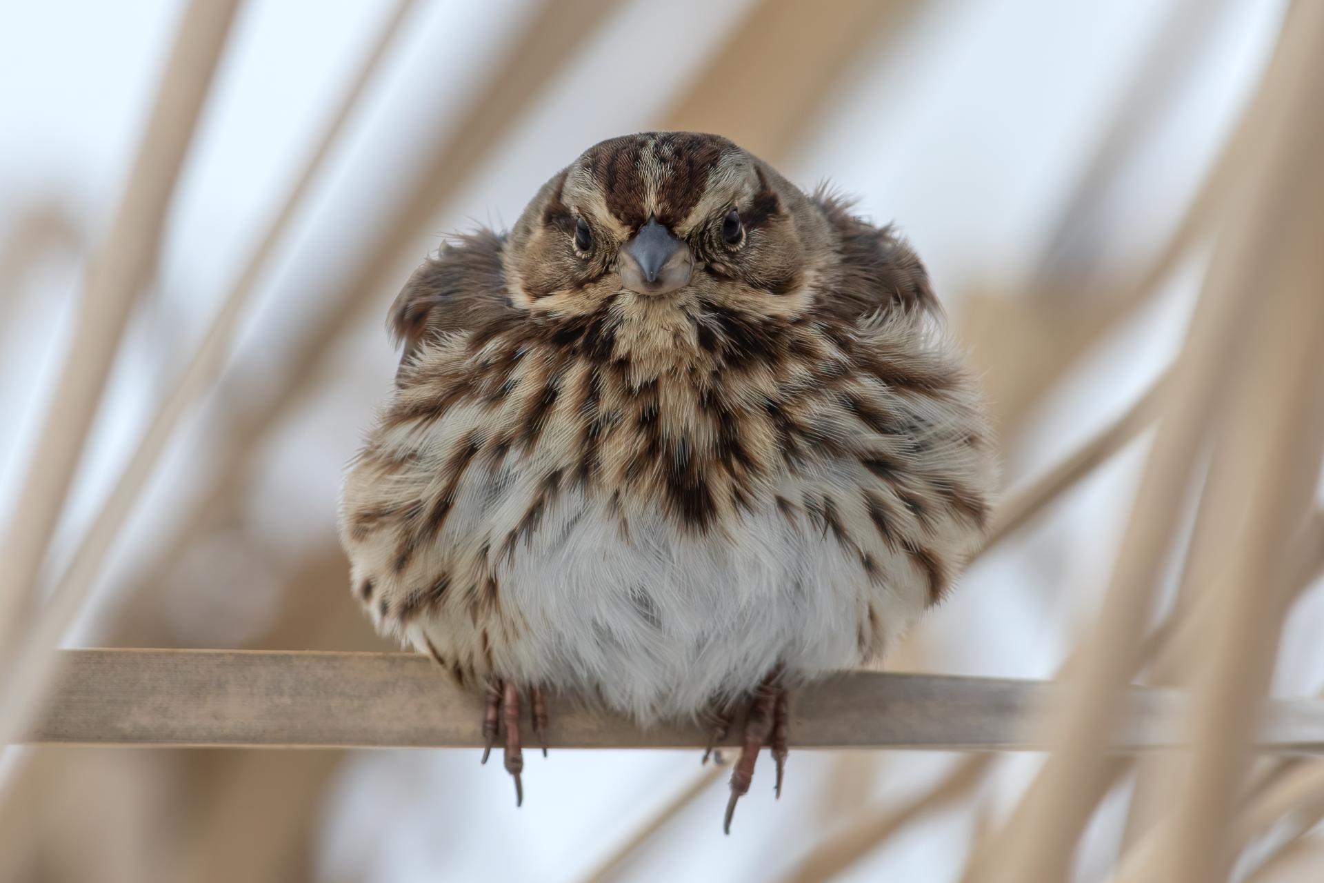 bruant-chanteur-song-sparrow