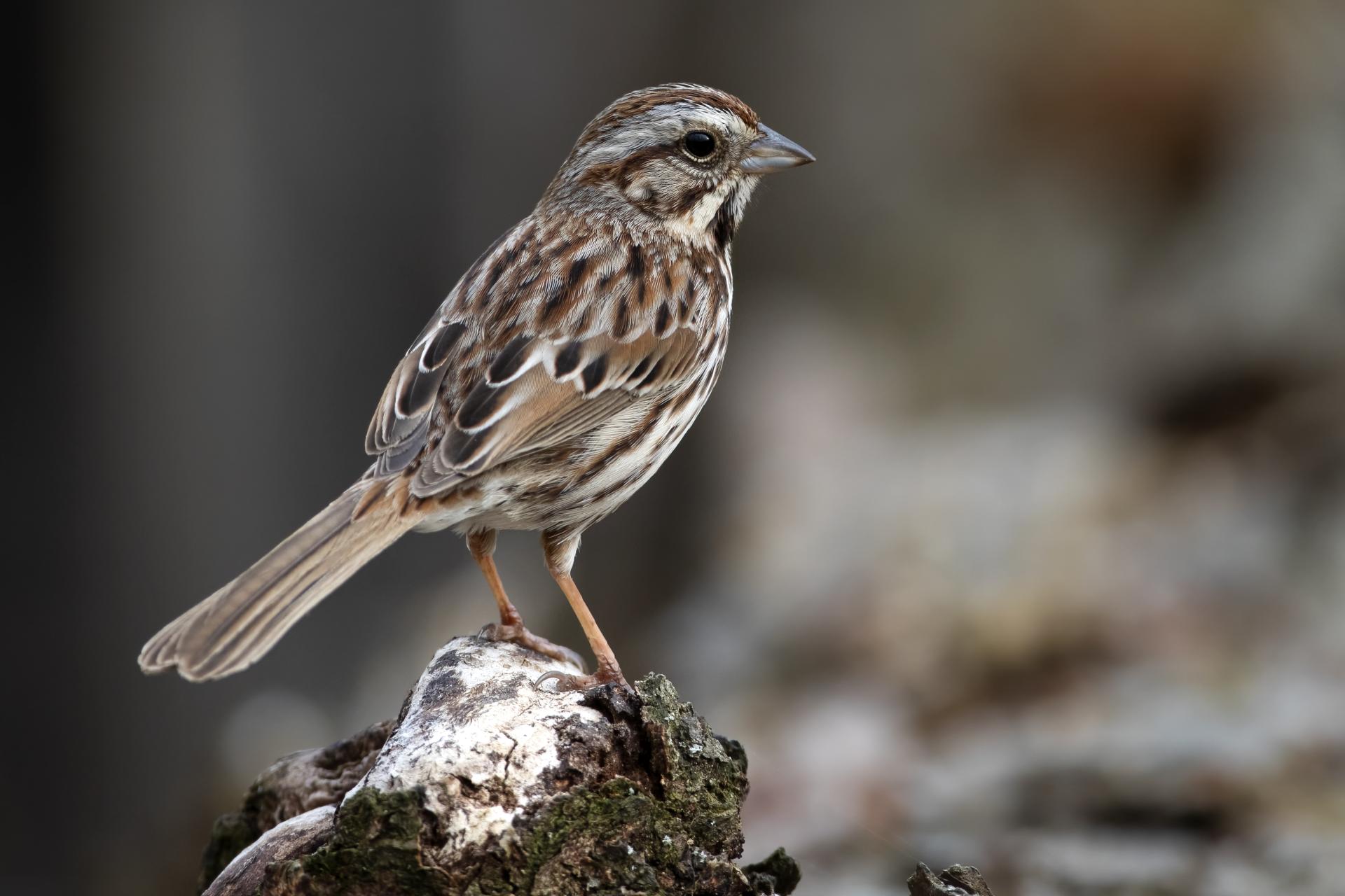 bruant-chanteur-song-sparrow