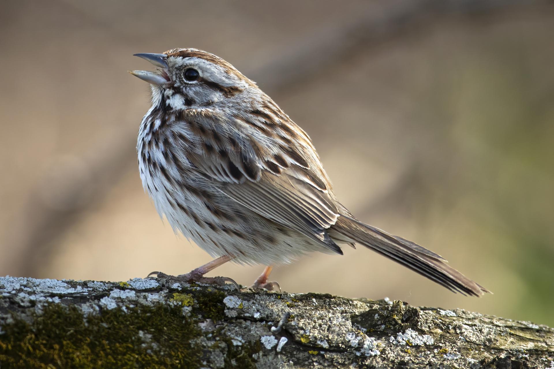 bruant-chanteur-song-sparrow