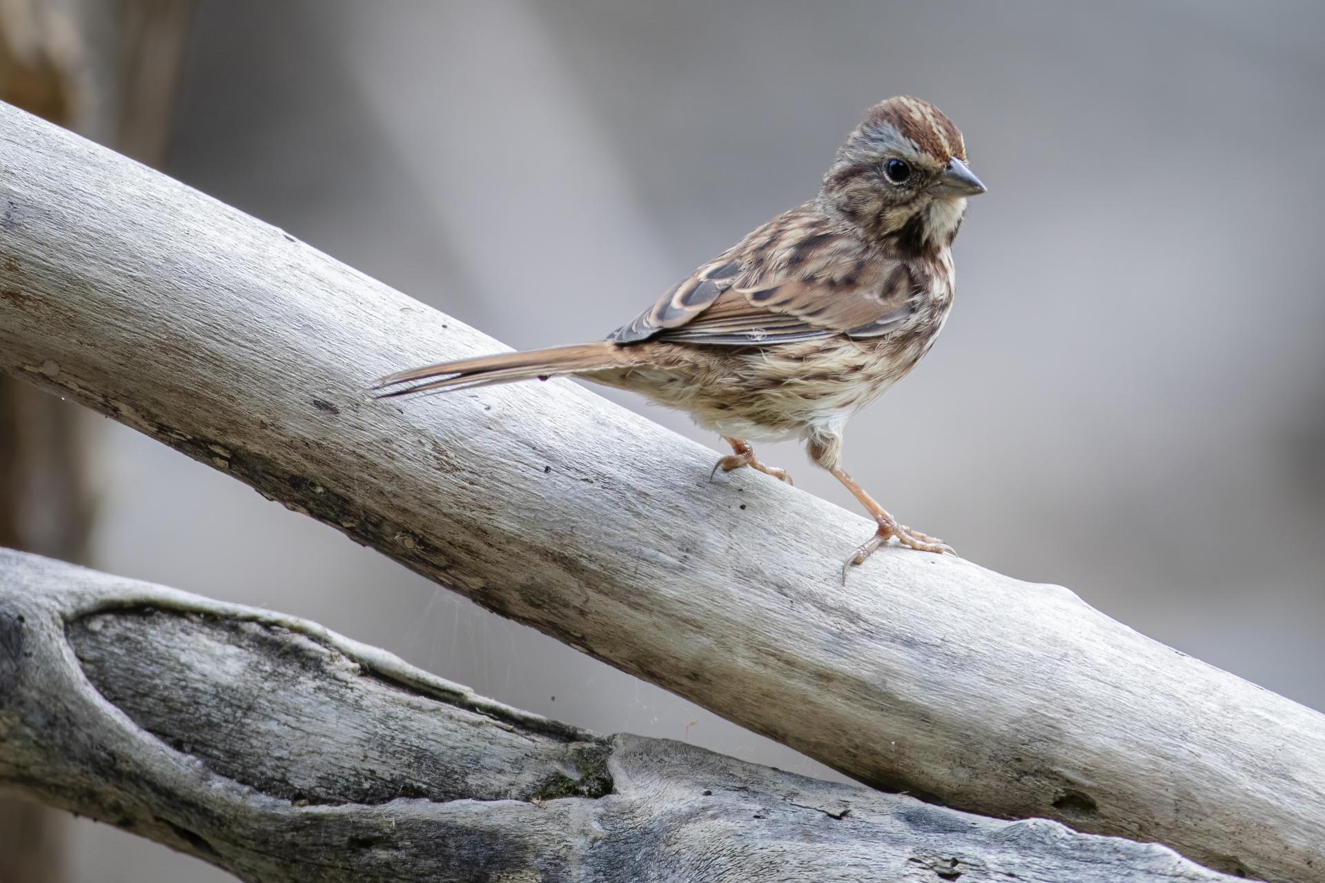 bruant-chanteur-song-sparrow