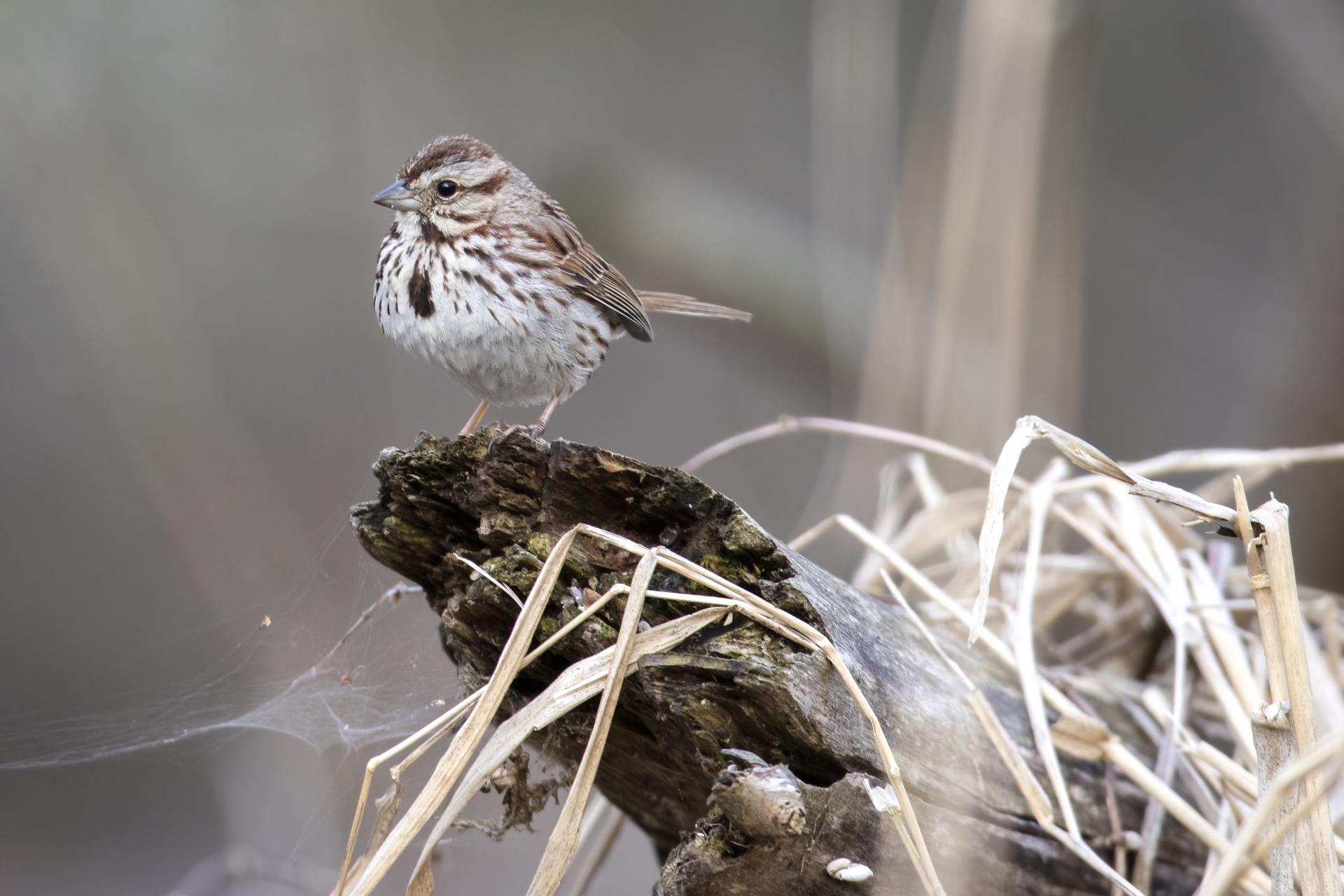 bruant-chanteur-song-sparrow