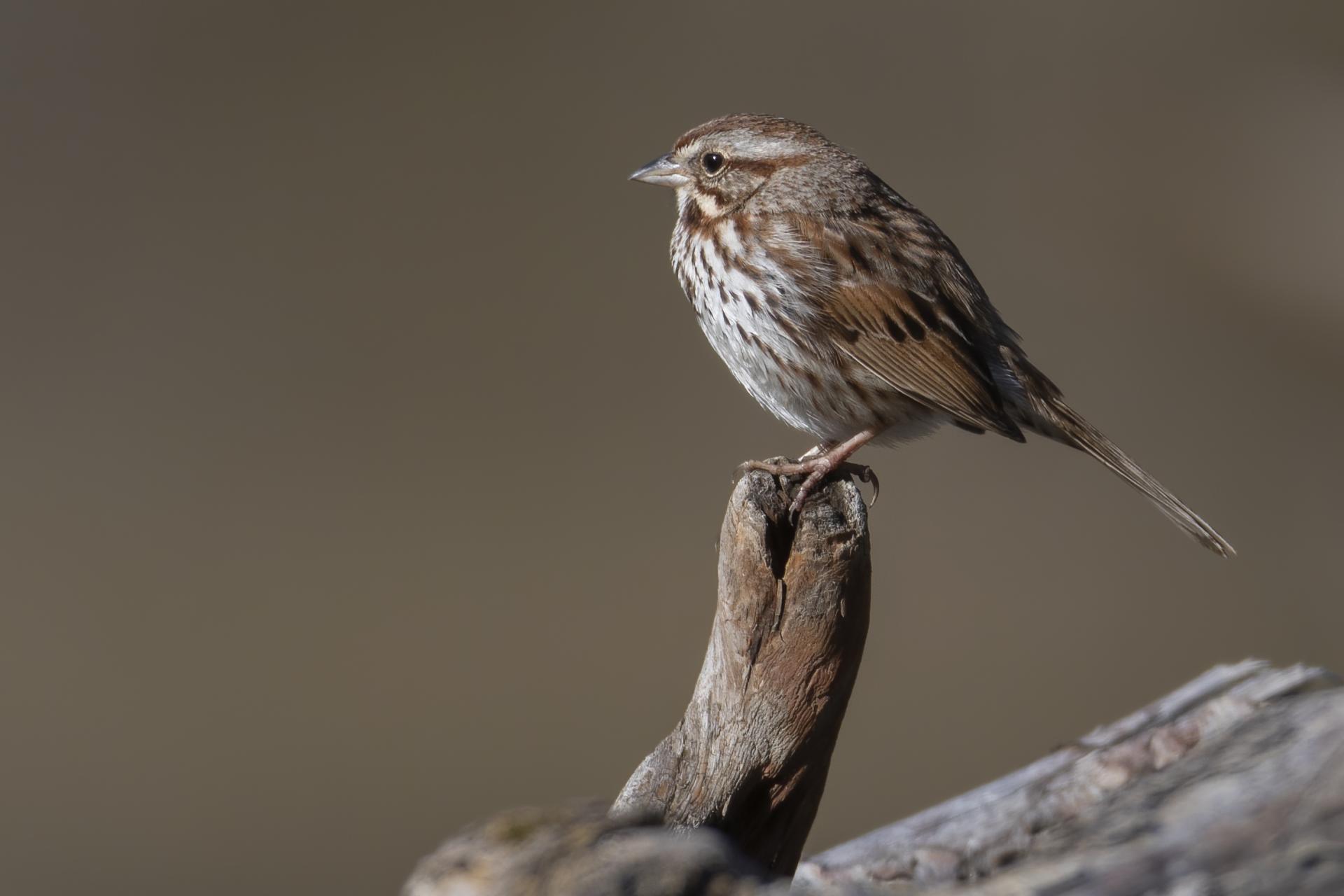 bruant-chanteur-song-sparrow