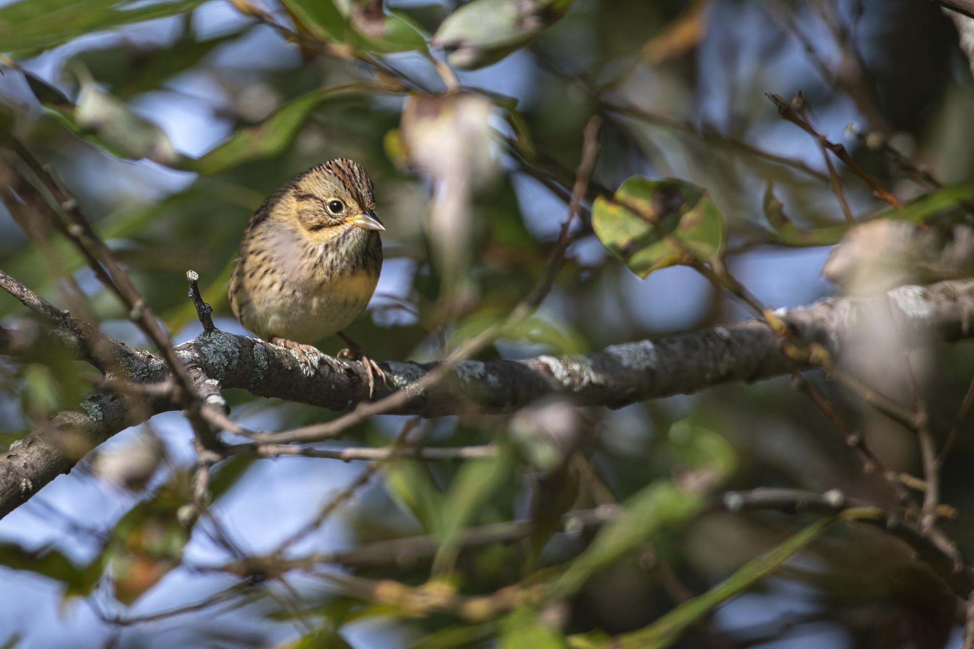 bruant-de-lincoln-Lincoln-s-sparrow