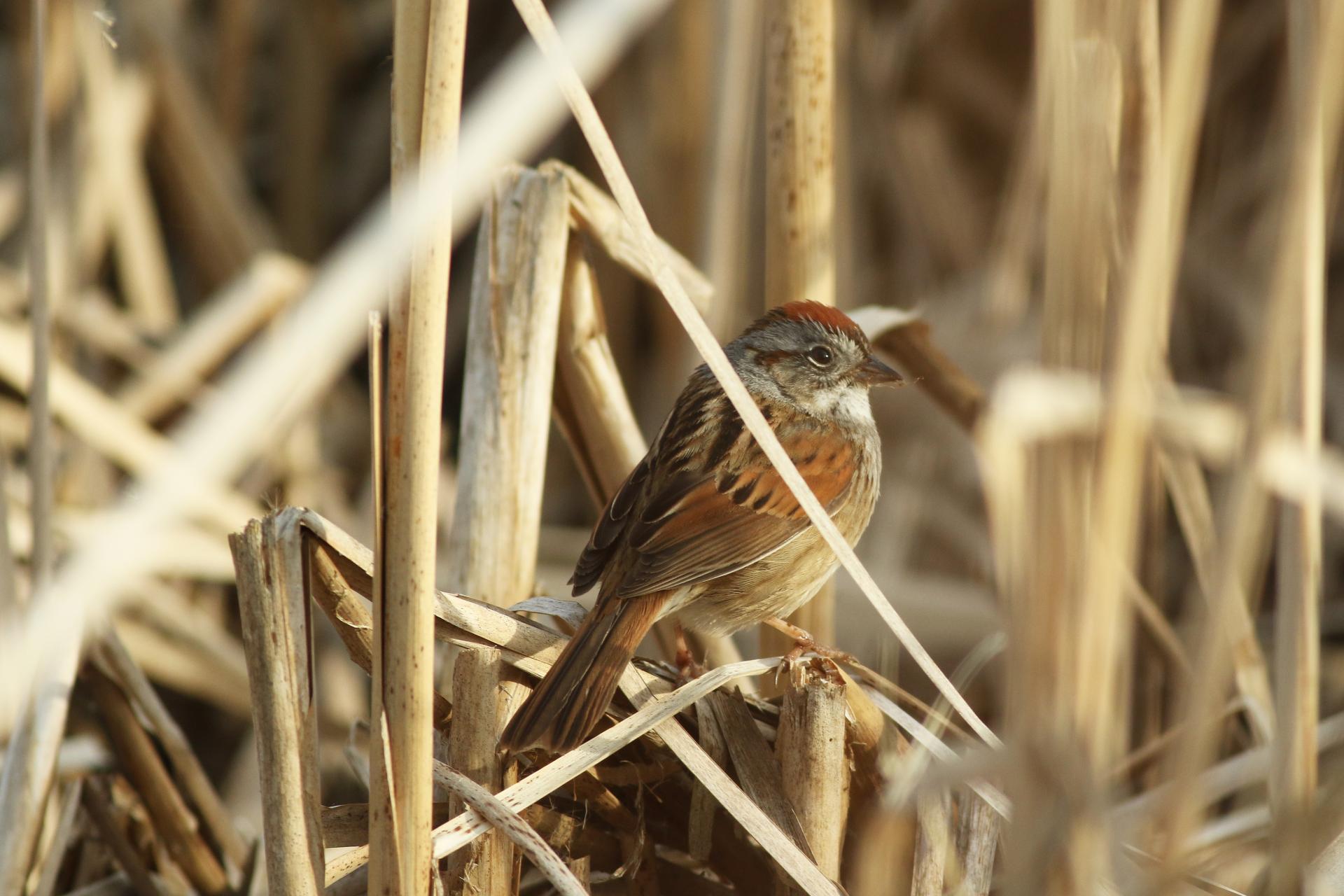 bruant-des-marais-swamp-sparrow