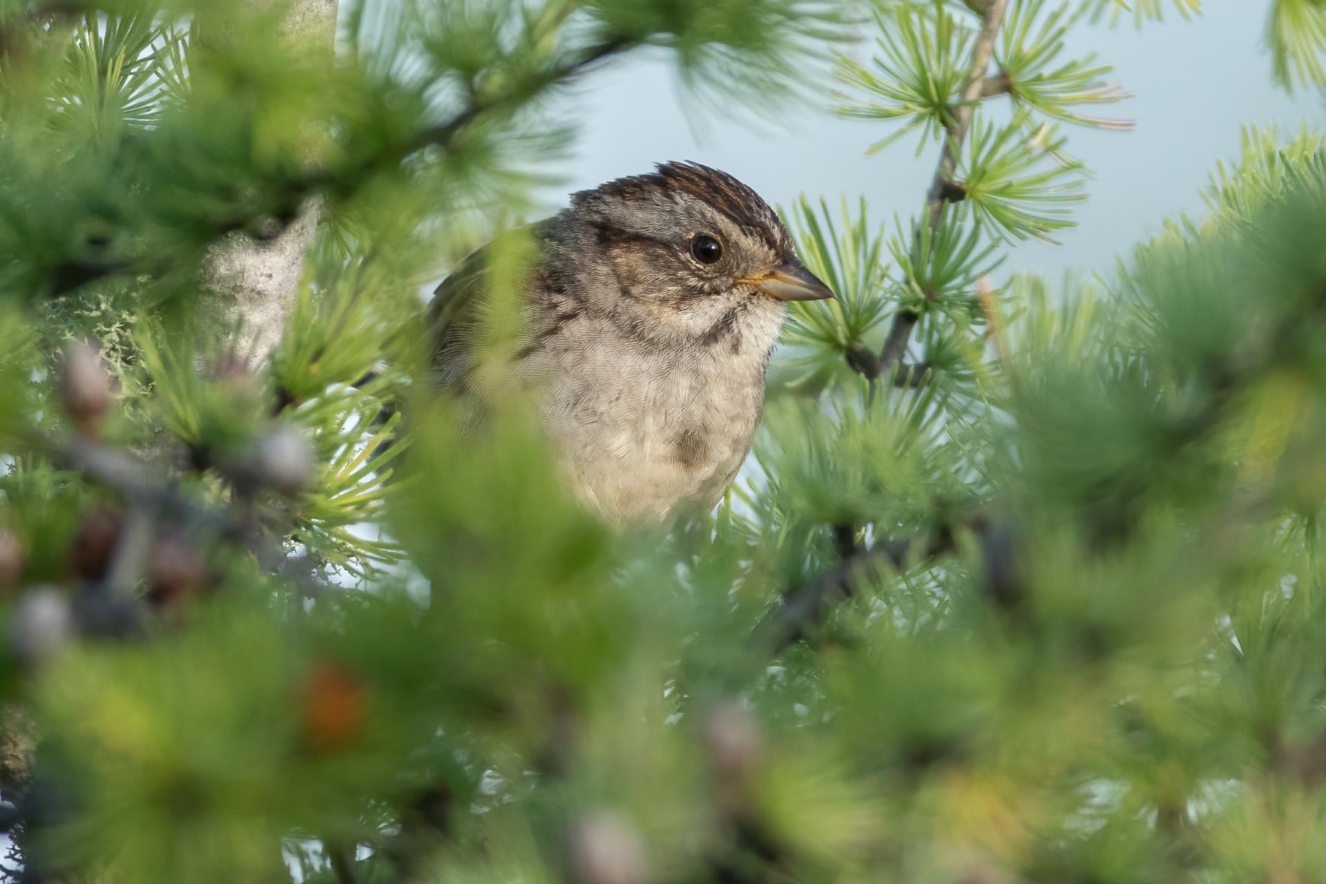 bruant-des-marais-swamp-sparrow