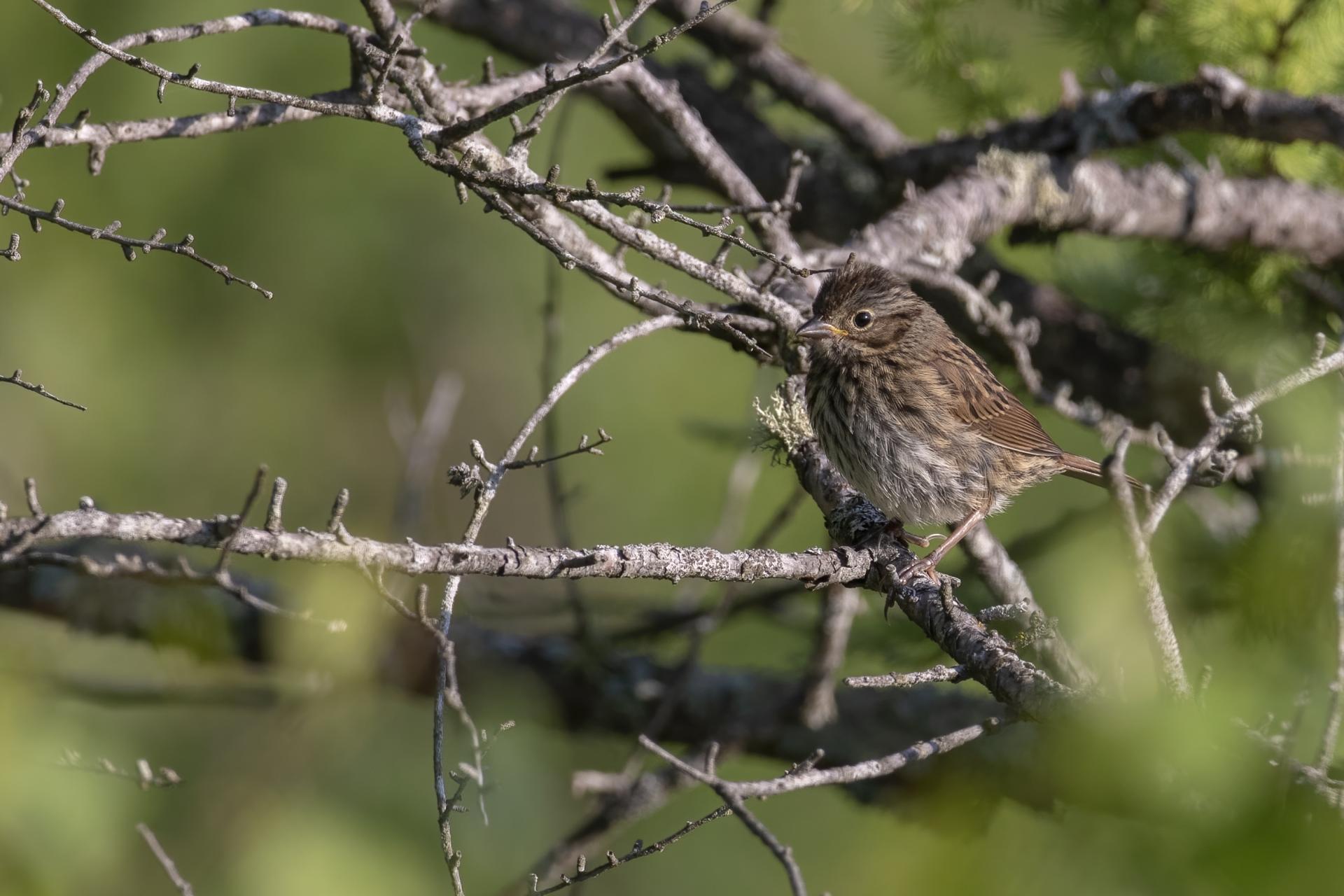 bruant-des-marais-swamp-sparrow