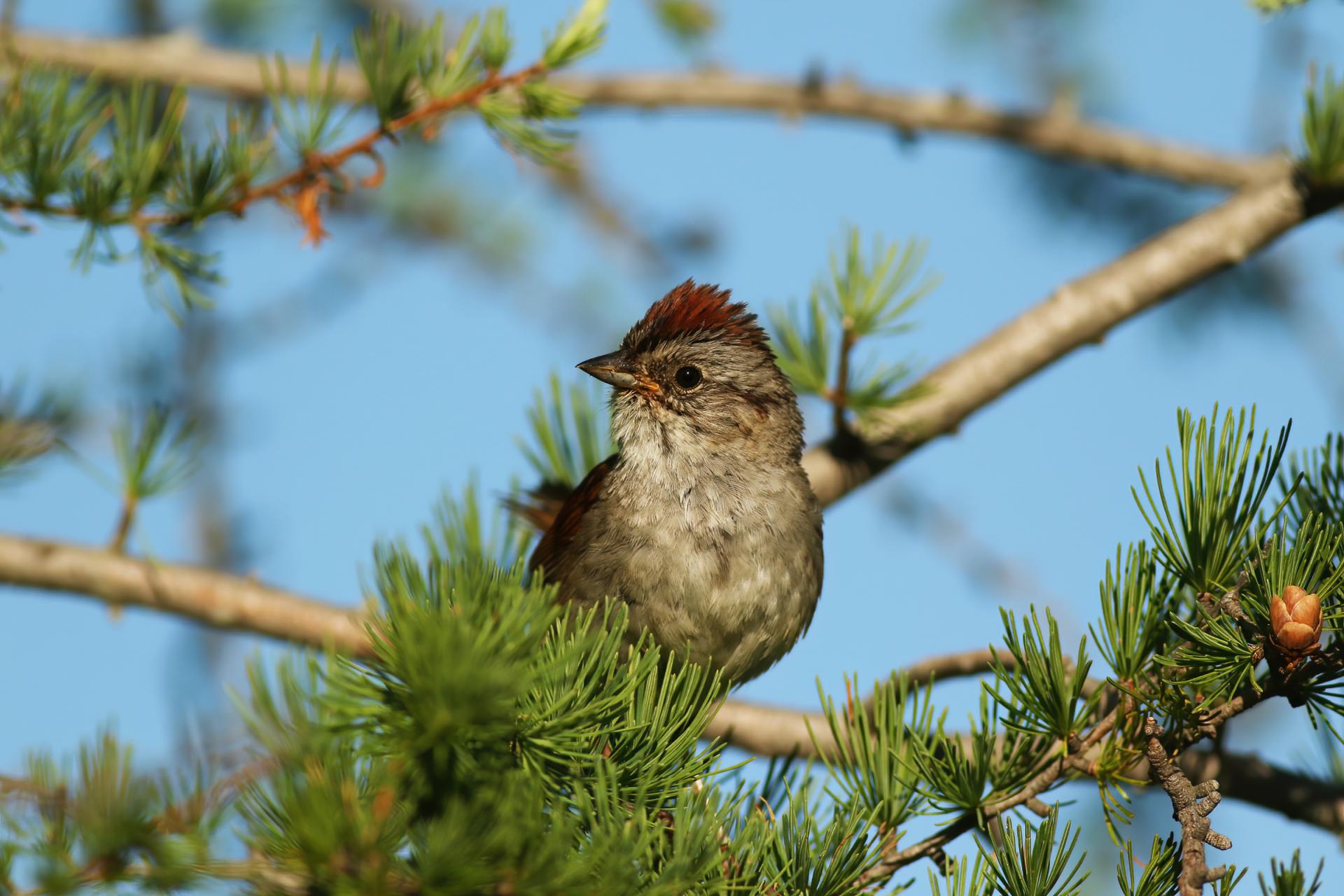 bruant-des-marais-swamp-sparrow