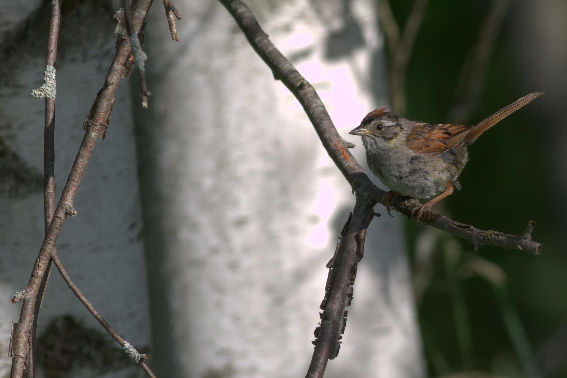 bruant-des-marais-swamp-sparrow
