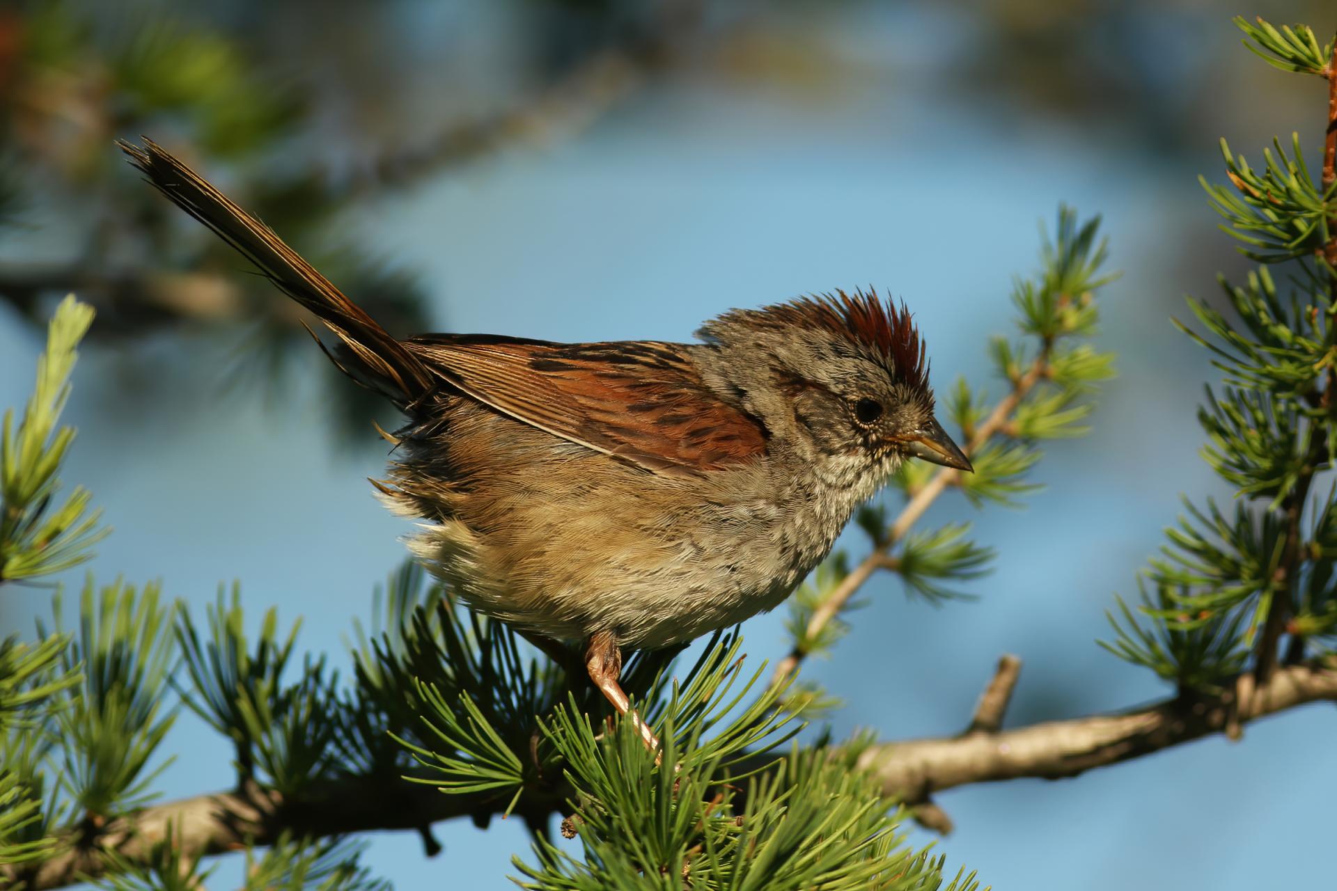 bruant-des-marais-swamp-sparrow