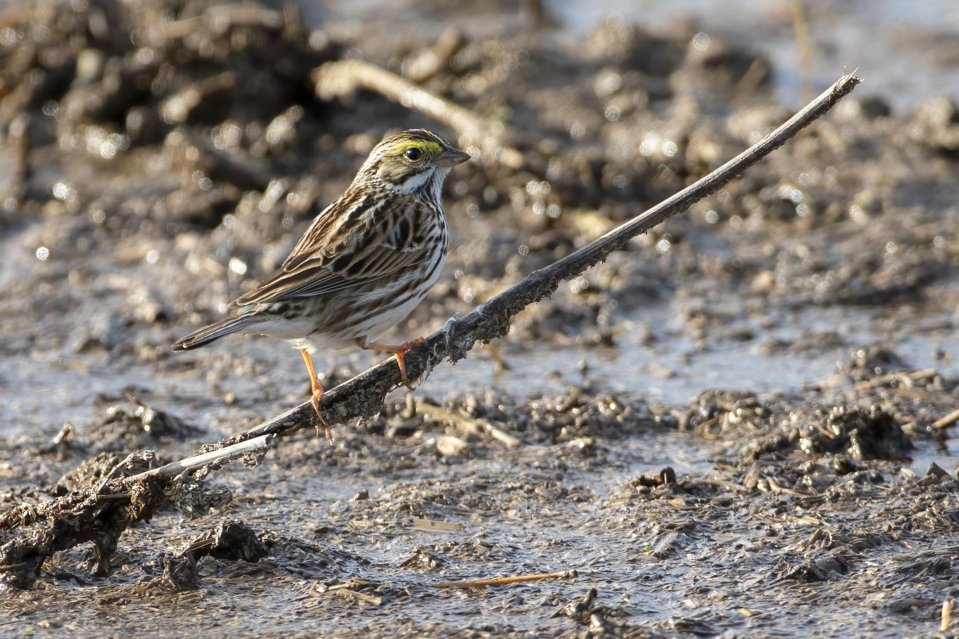 bruant-des-pres-savannah-sparrow