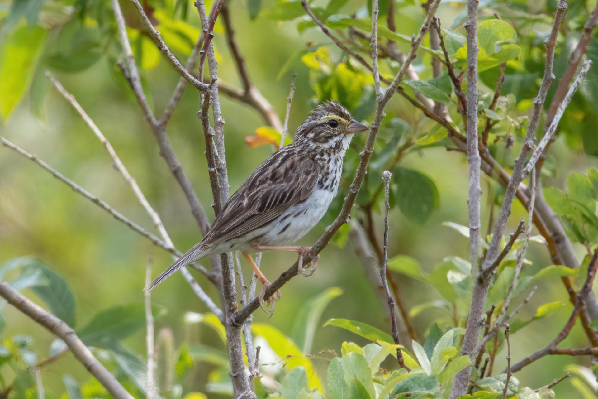 bruant-des-pres-savannah-sparrow