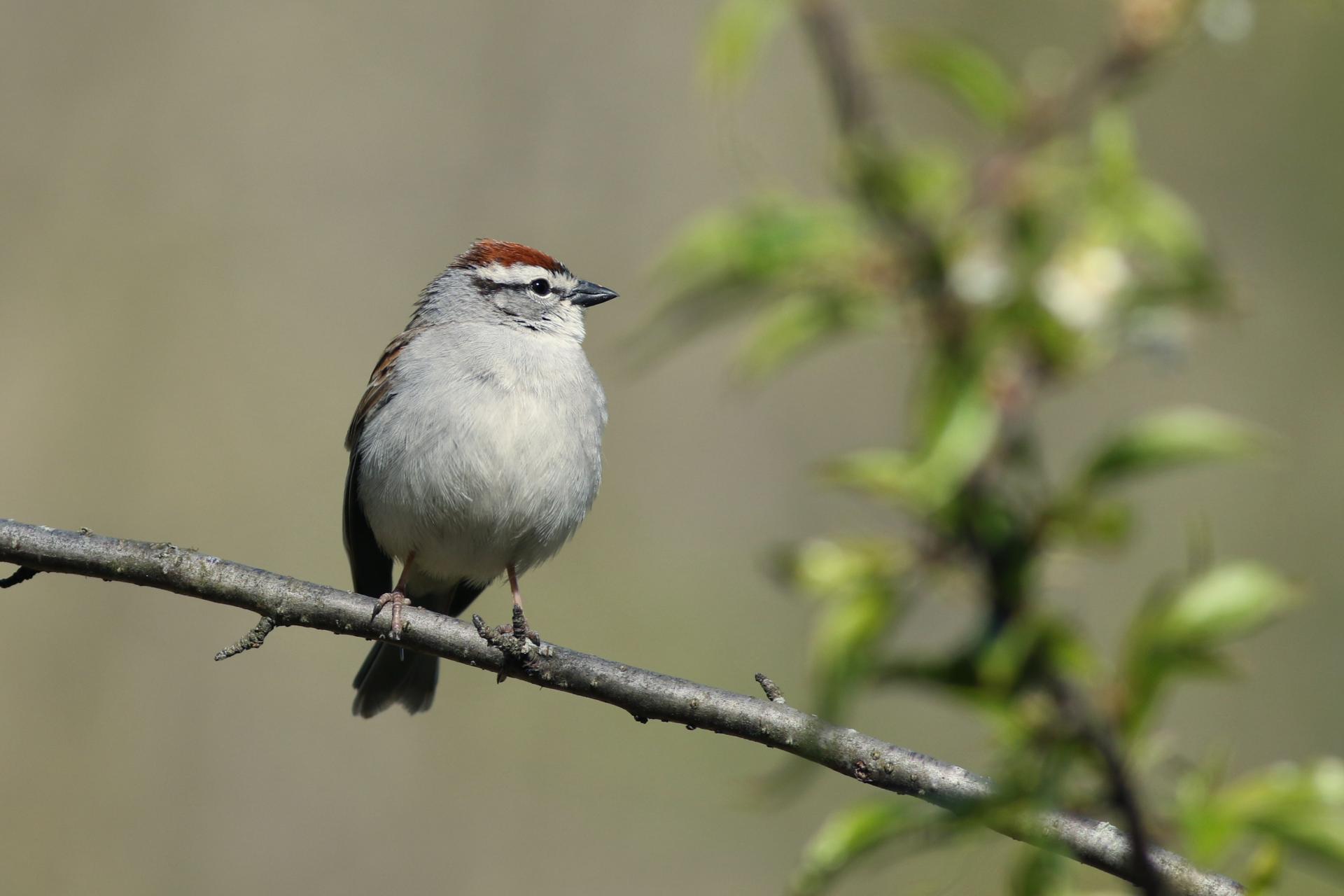 bruant-familier-chipping-sparrow