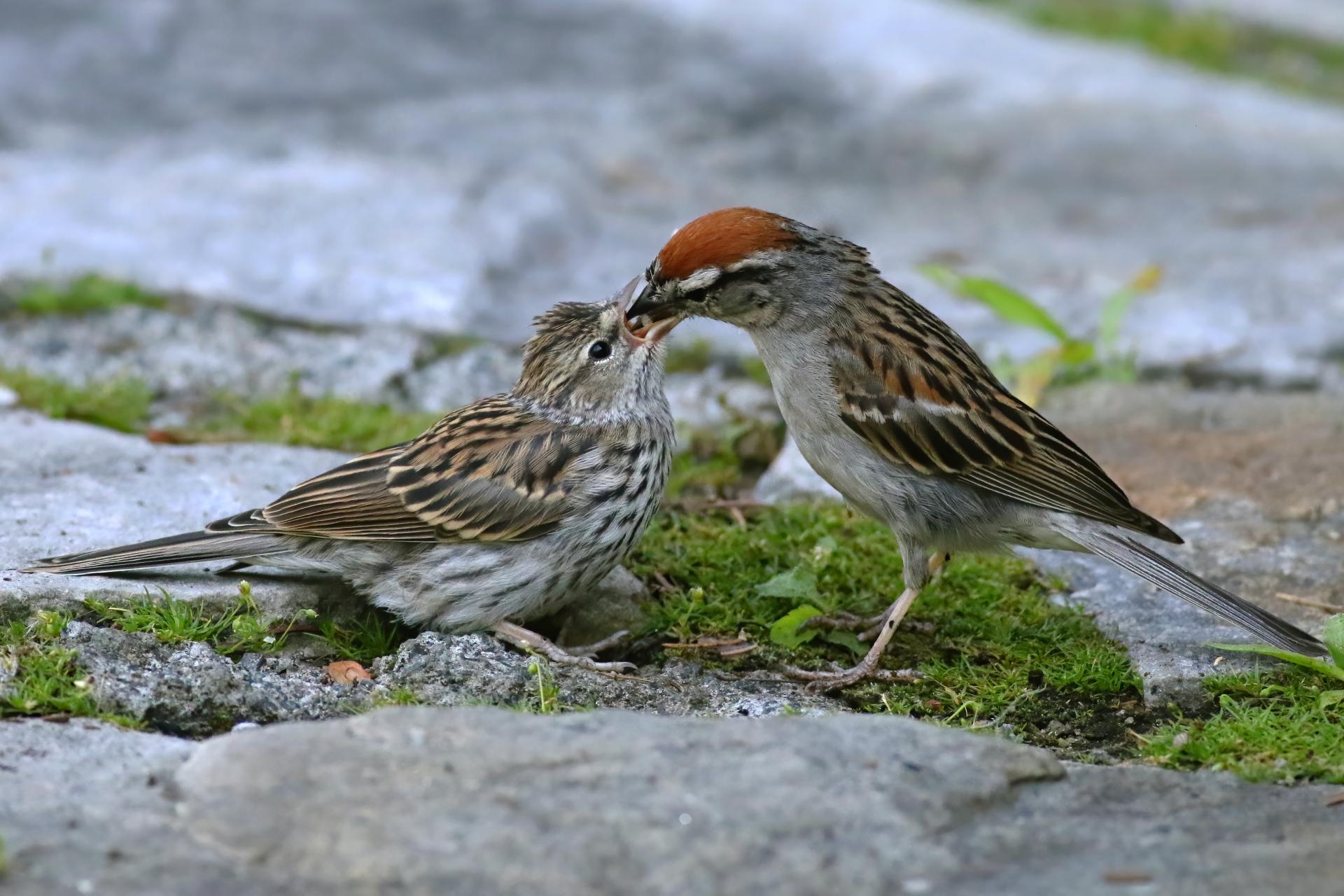 bruant-familier-chipping-sparrow
