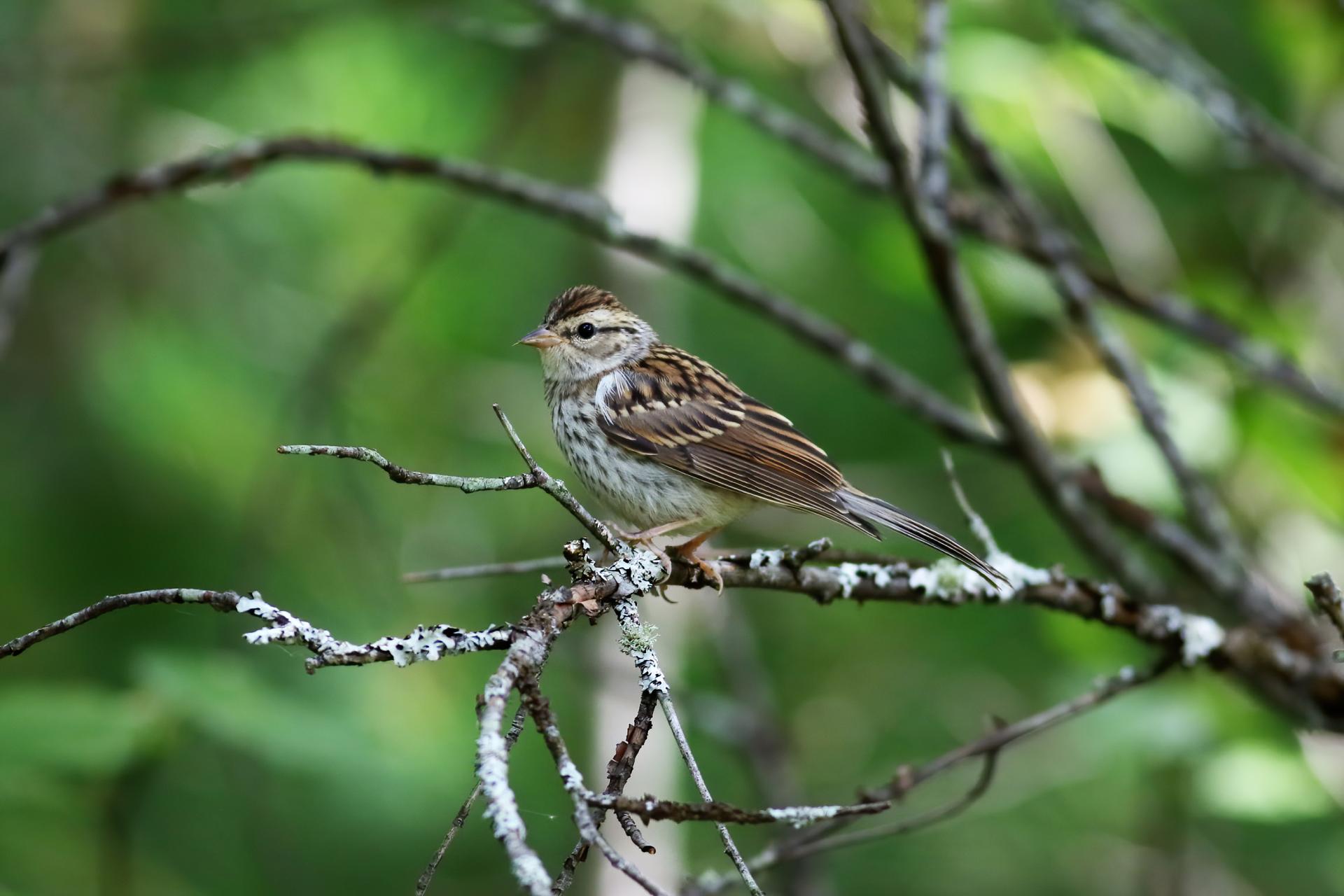 bruant-familier-chipping-sparrow