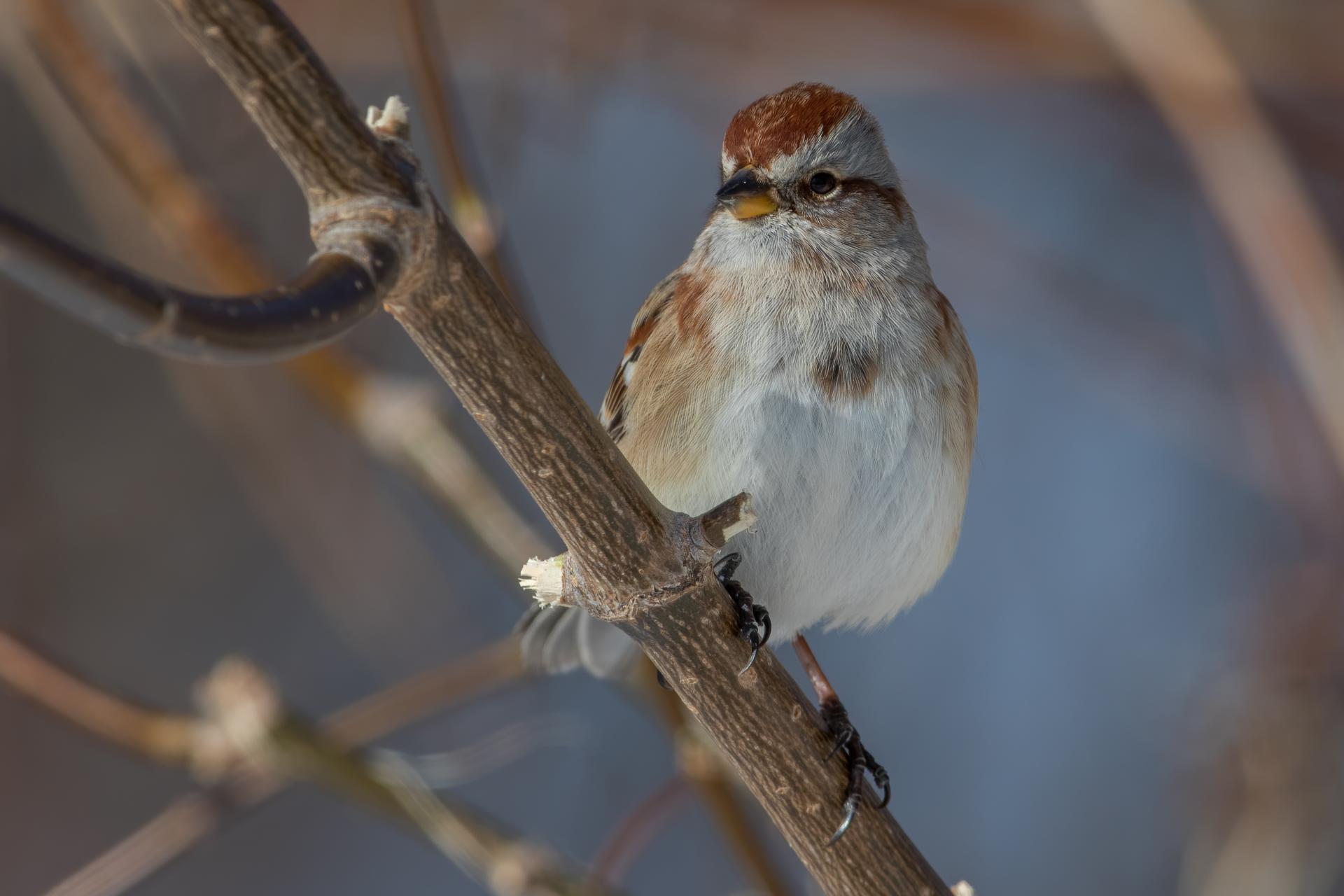 bruant-hudsonien-American-tree-sparrow