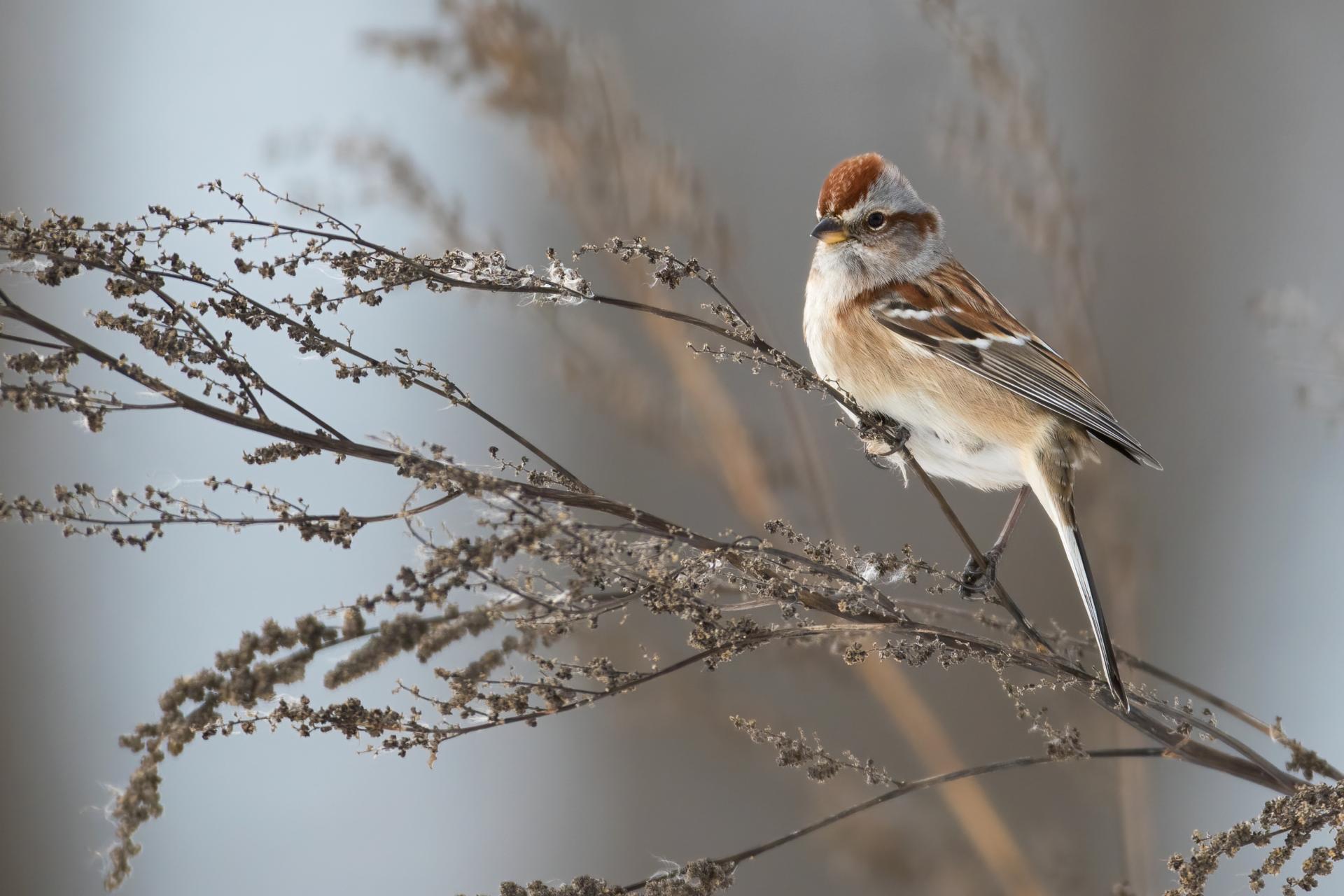 bruant-hudsonien-American-tree-sparrow