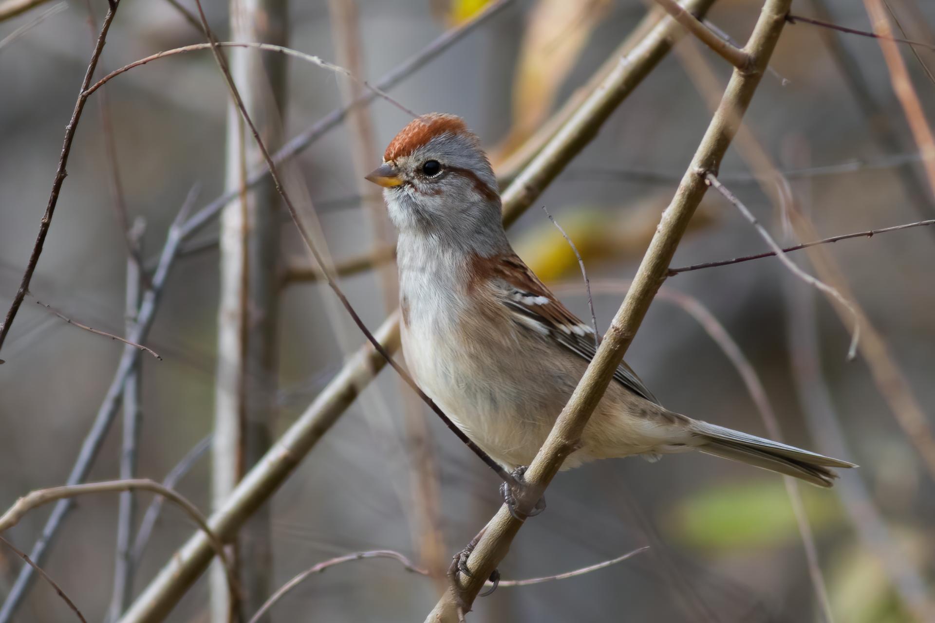 bruant-hudsonien-American-tree-sparrow
