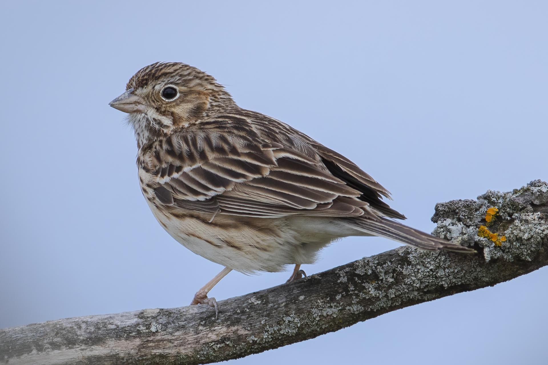 bruant-vesperal-vesper-sparrow