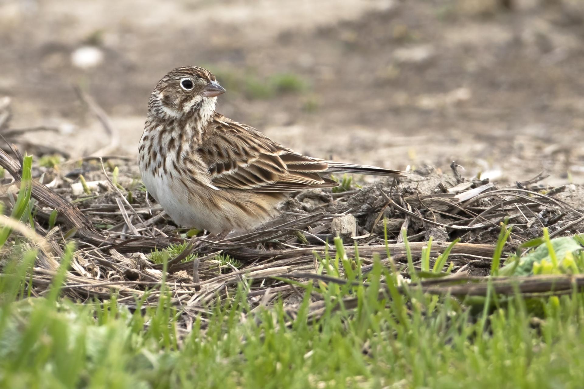 bruant-vesperal-vesper-sparrow