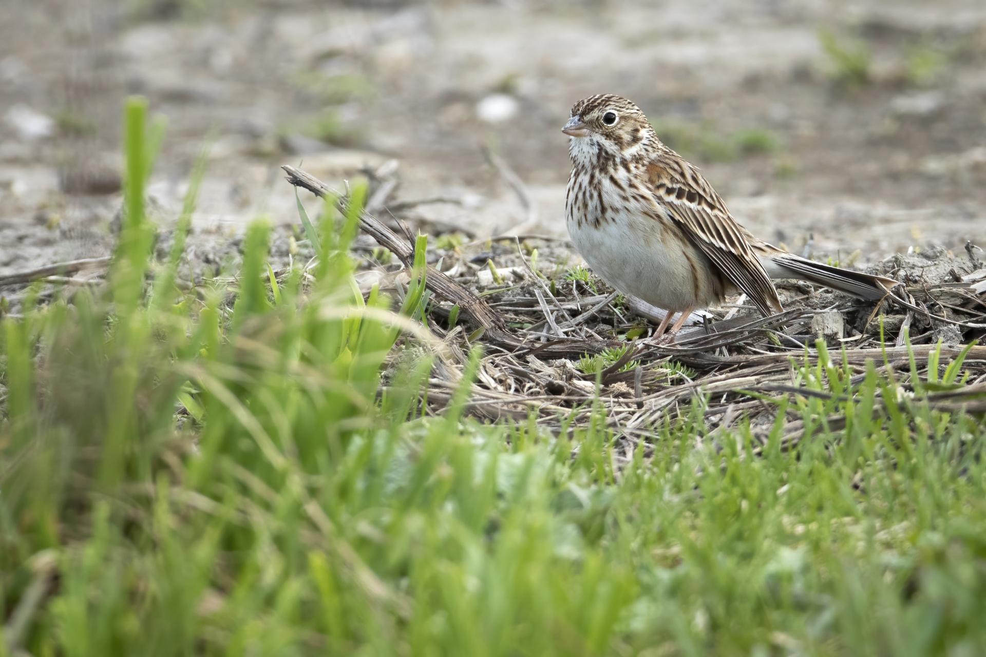 bruant-vesperal-vesper-sparrow