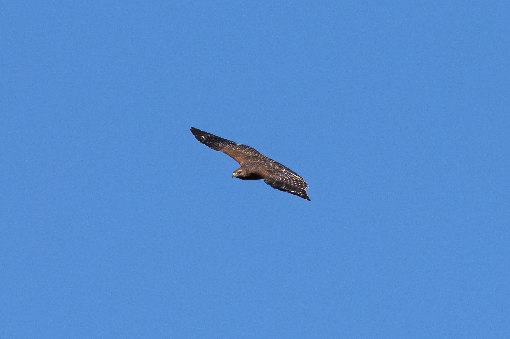 buse-a-epaulettes-red-shouldered-hawk