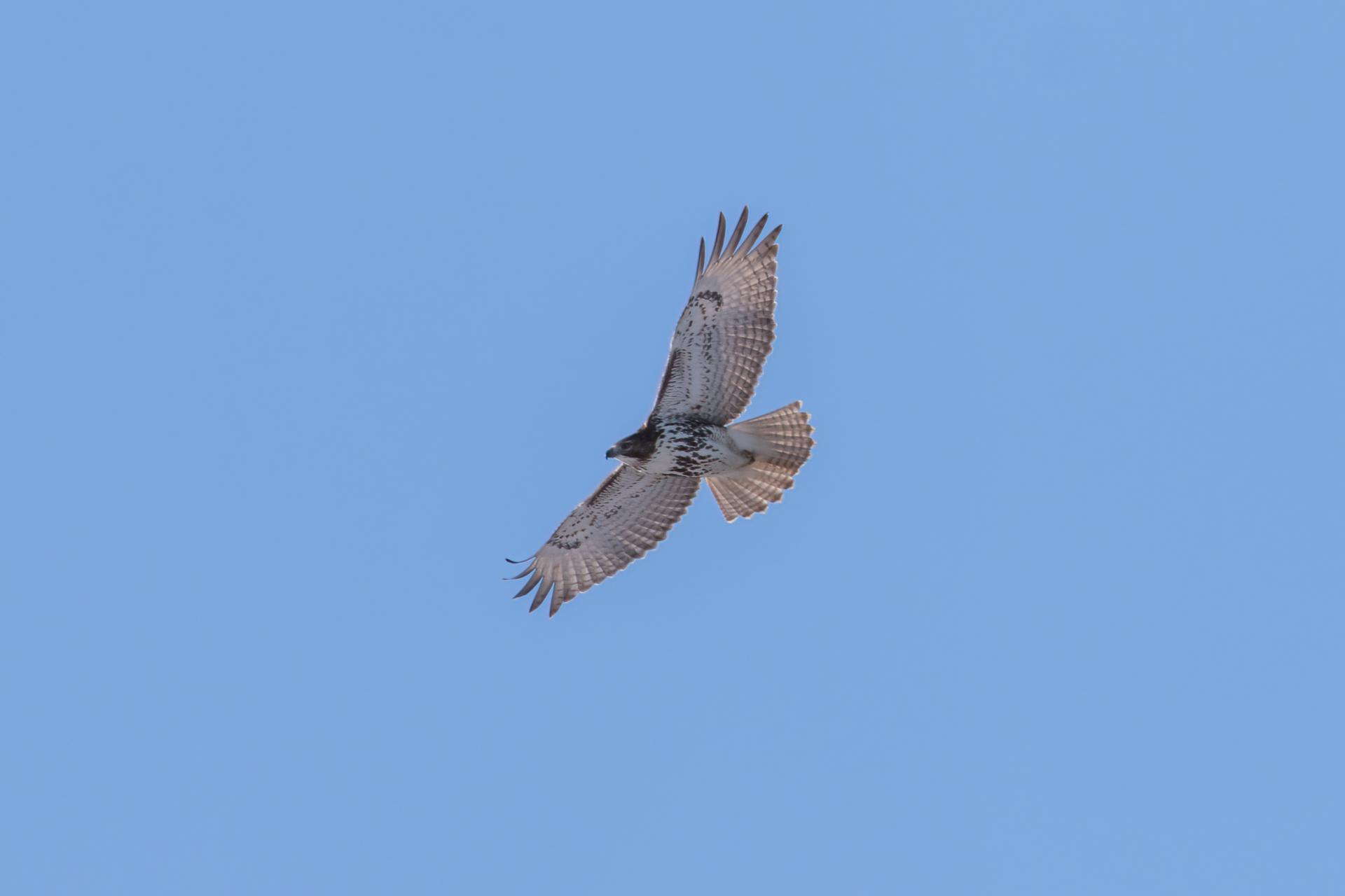 buse-a-queue-rousse-red-tailed-hawk