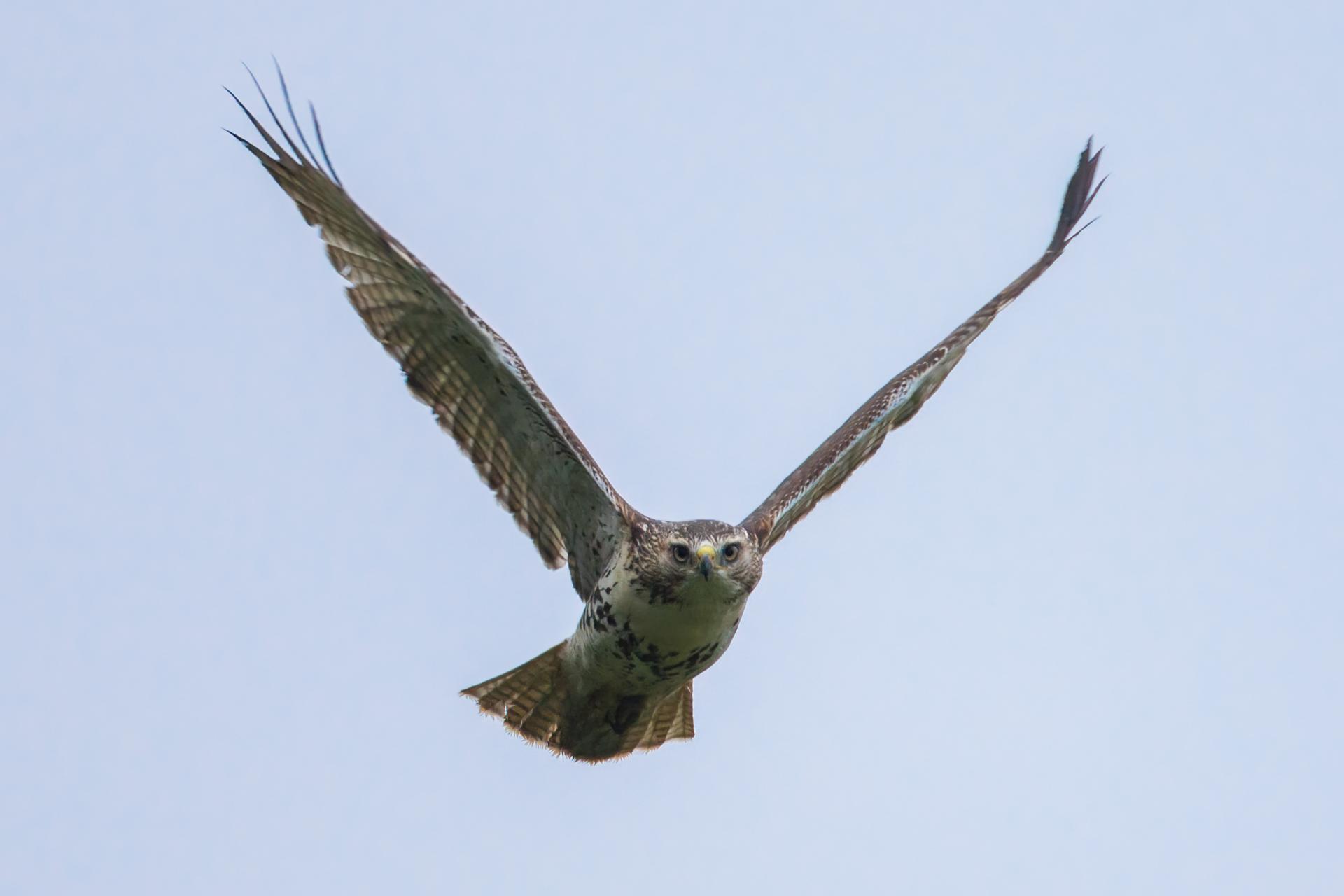 buse-a-queue-rousse-red-tailed-hawk