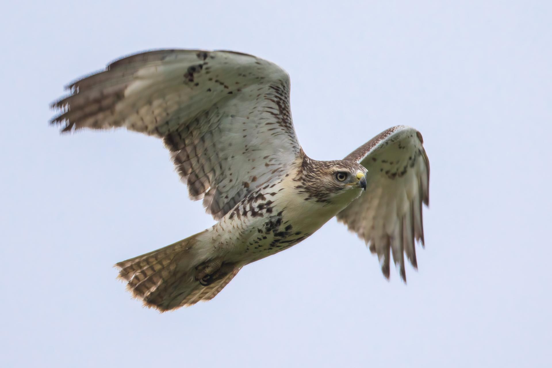 buse-a-queue-rousse-red-tailed-hawk
