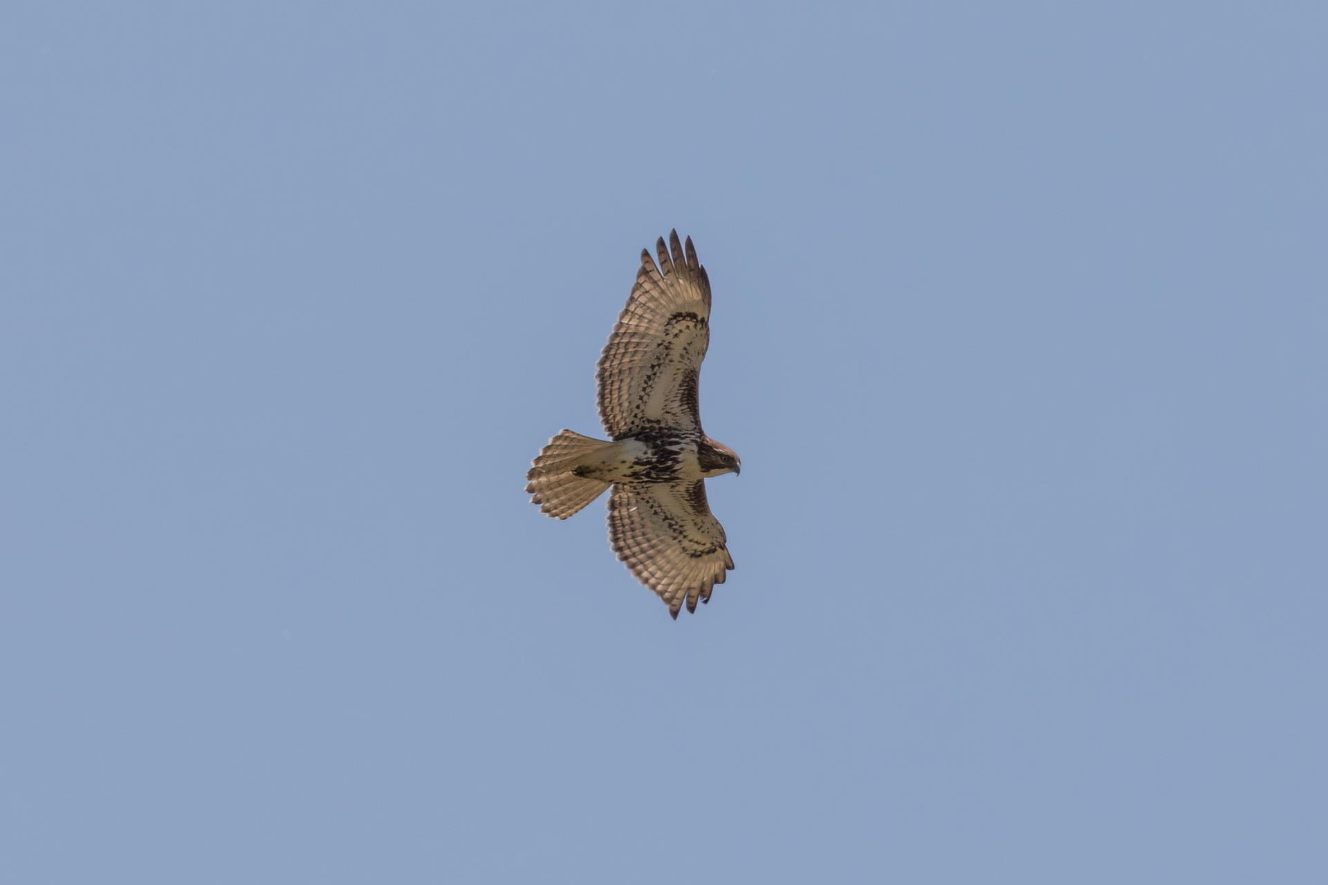 buse-a-queue-rousse-red-tailed-hawk