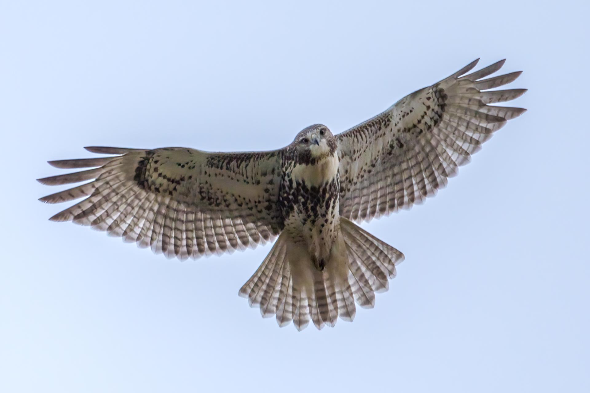 buse-a-queue-rousse-red-tailed-hawk