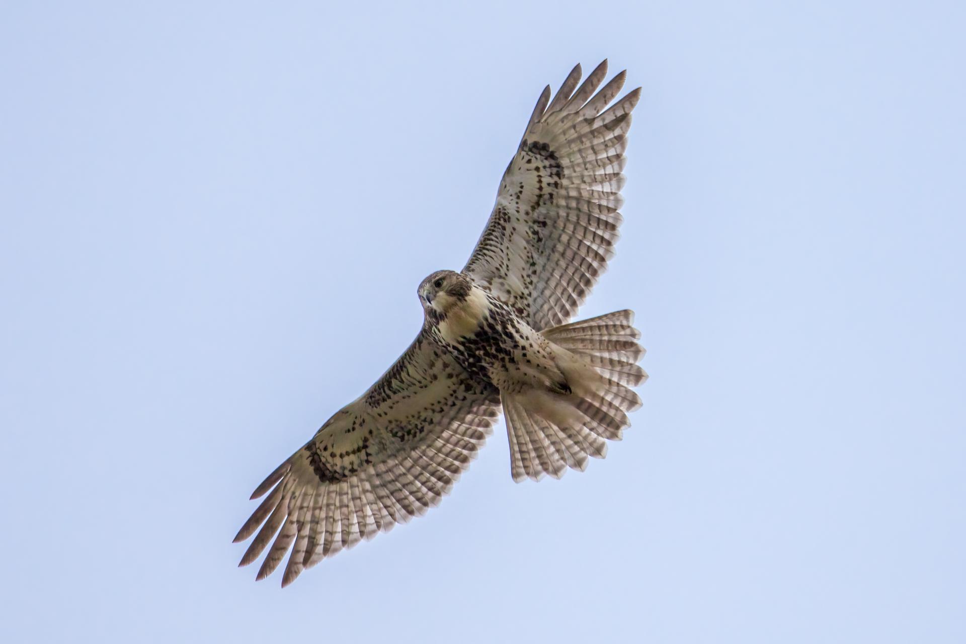 buse-a-queue-rousse-red-tailed-hawk