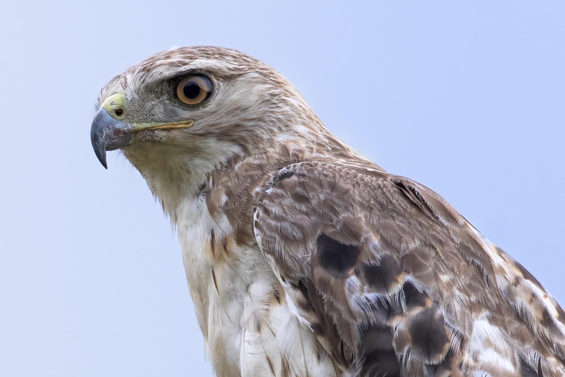 buse-a-queue-rousse-red-tailed-hawk