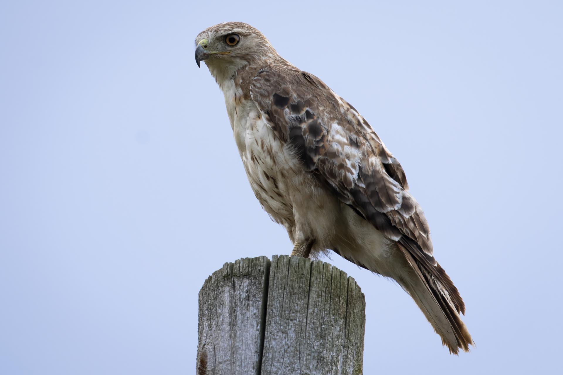 buse-a-queue-rousse-red-tailed-hawk