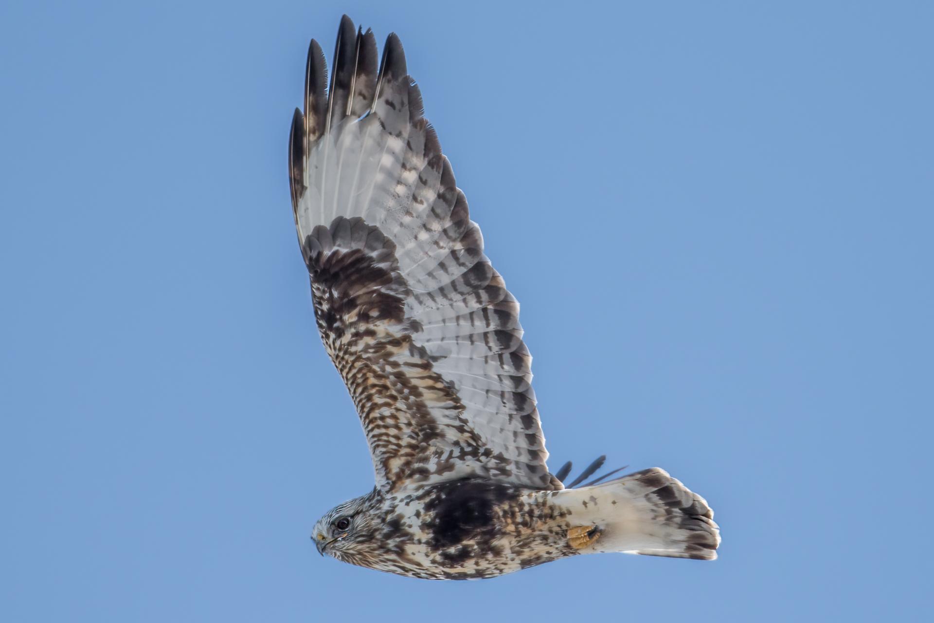 buse-pattue-rough-legged-hawk