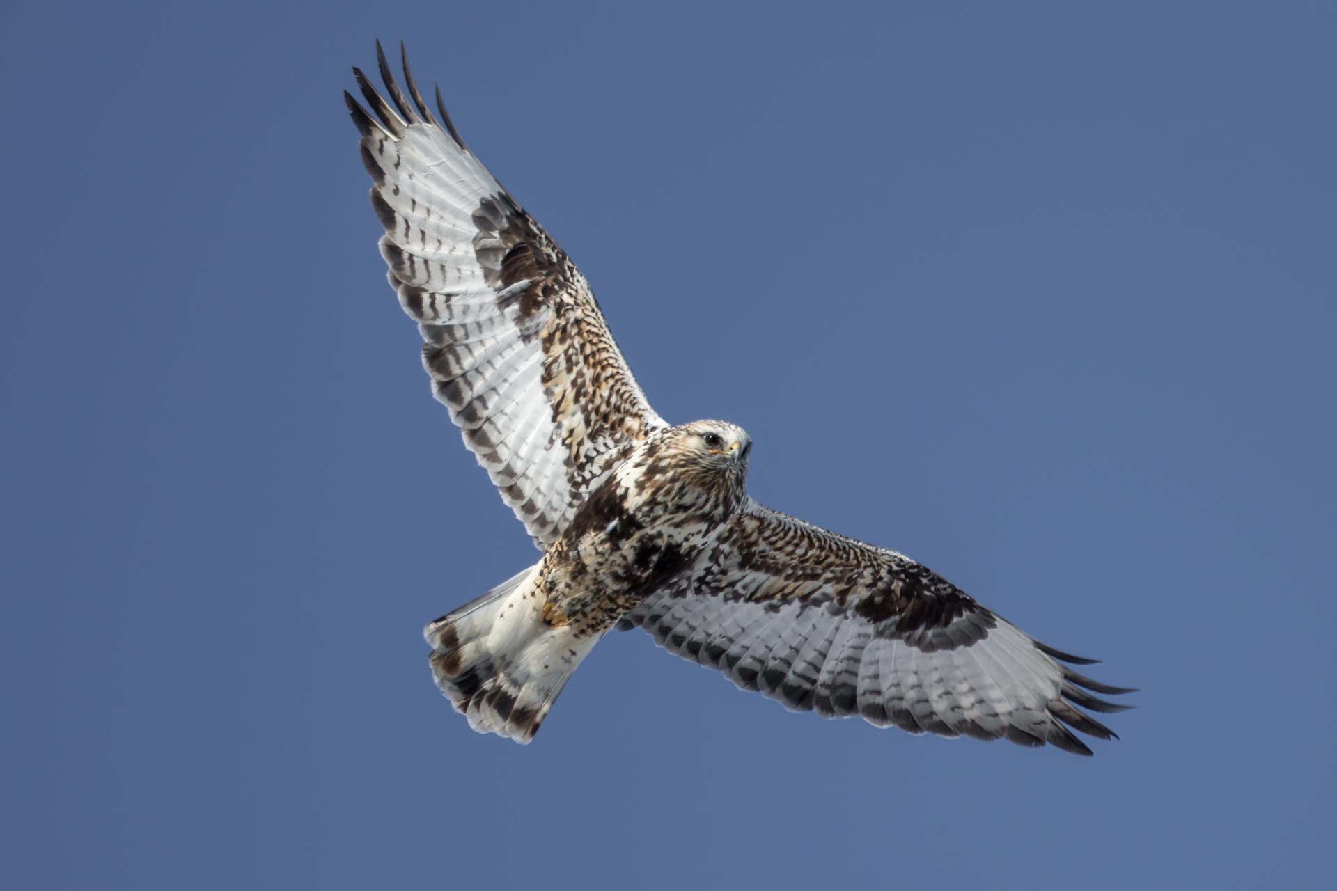 buse-pattue-rough-legged-hawk